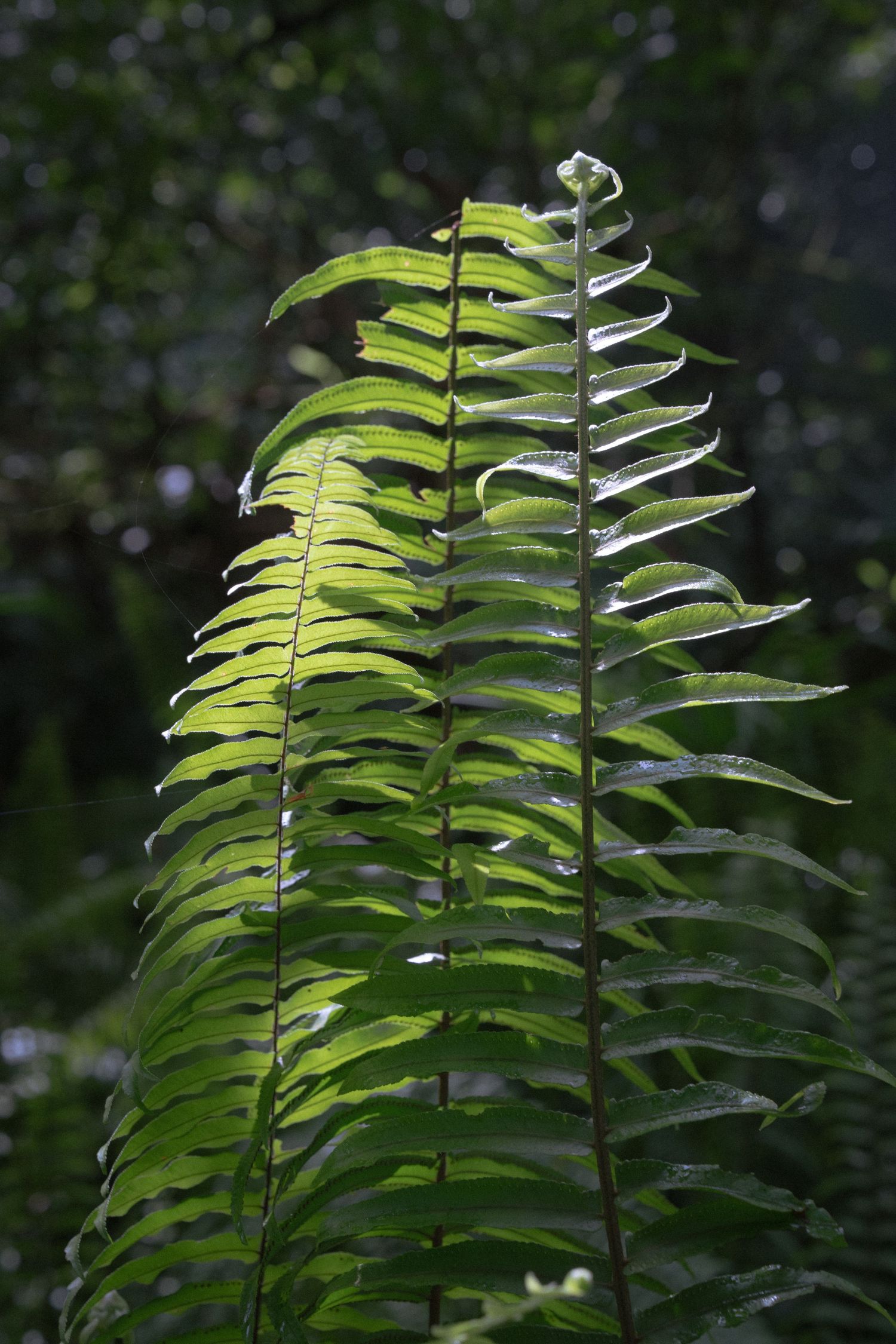 Sunlit fern fronds display their delicate green patterns against a dark forest background.