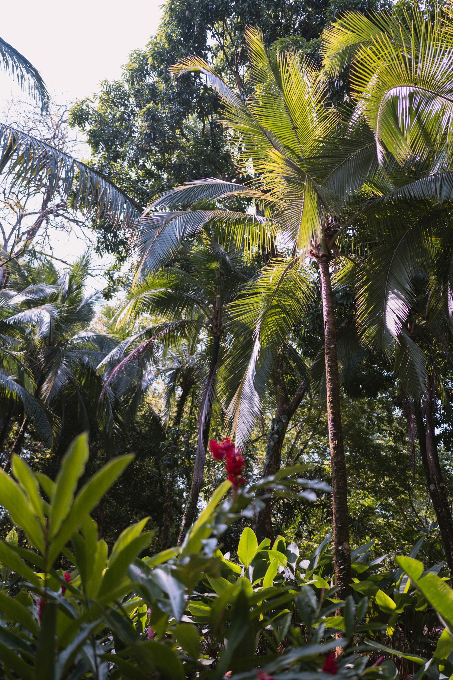Lush tropical palm trees and foliage create a natural canopy in a garden setting.