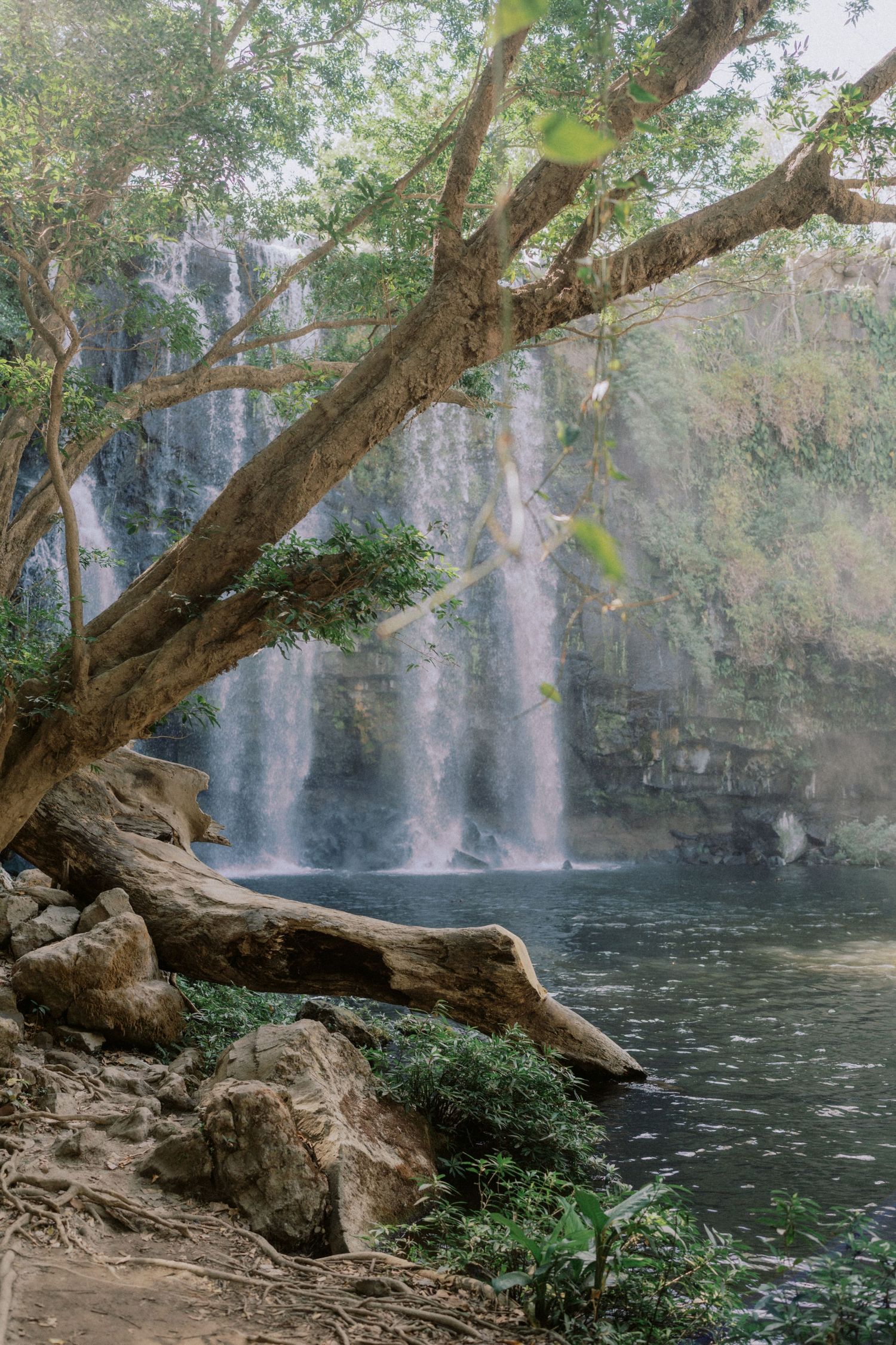 A scenic waterfall landscape with crystal clear pool and overhanging trees in natural light.