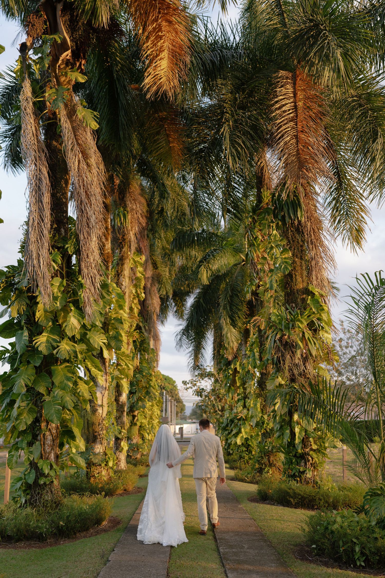 Wedding couple walks along a palm tree-lined path during an outdoor photo session.