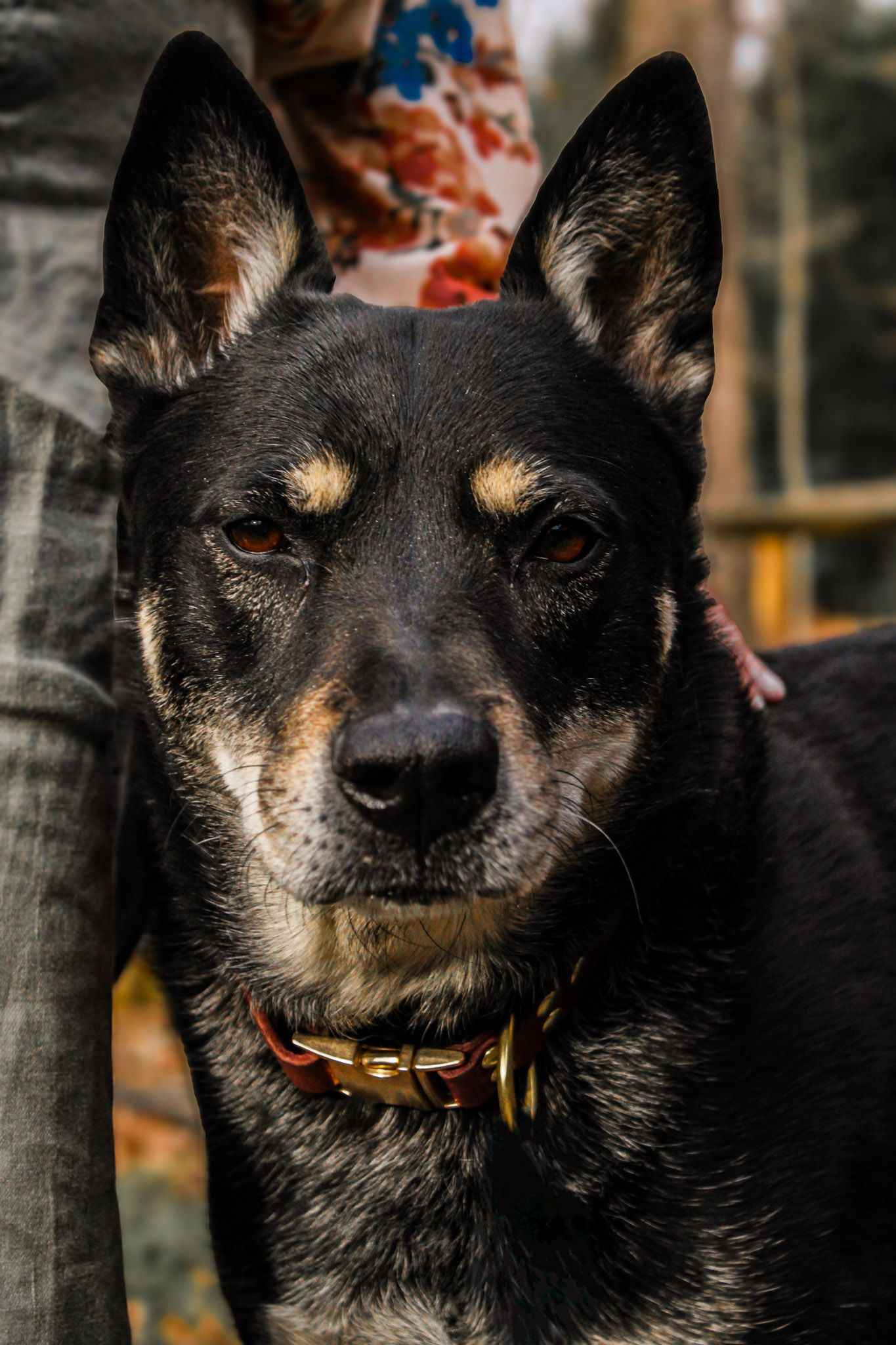 Close-up portrait of a black and tan German Shepherd mix dog wearing a gold chain collar, standing beside its owner outdoors.