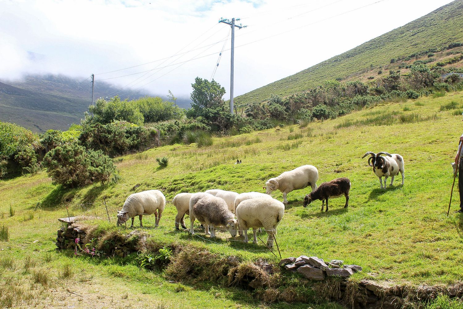Sheep grazing on green hillside pastures with coastal views in the background.