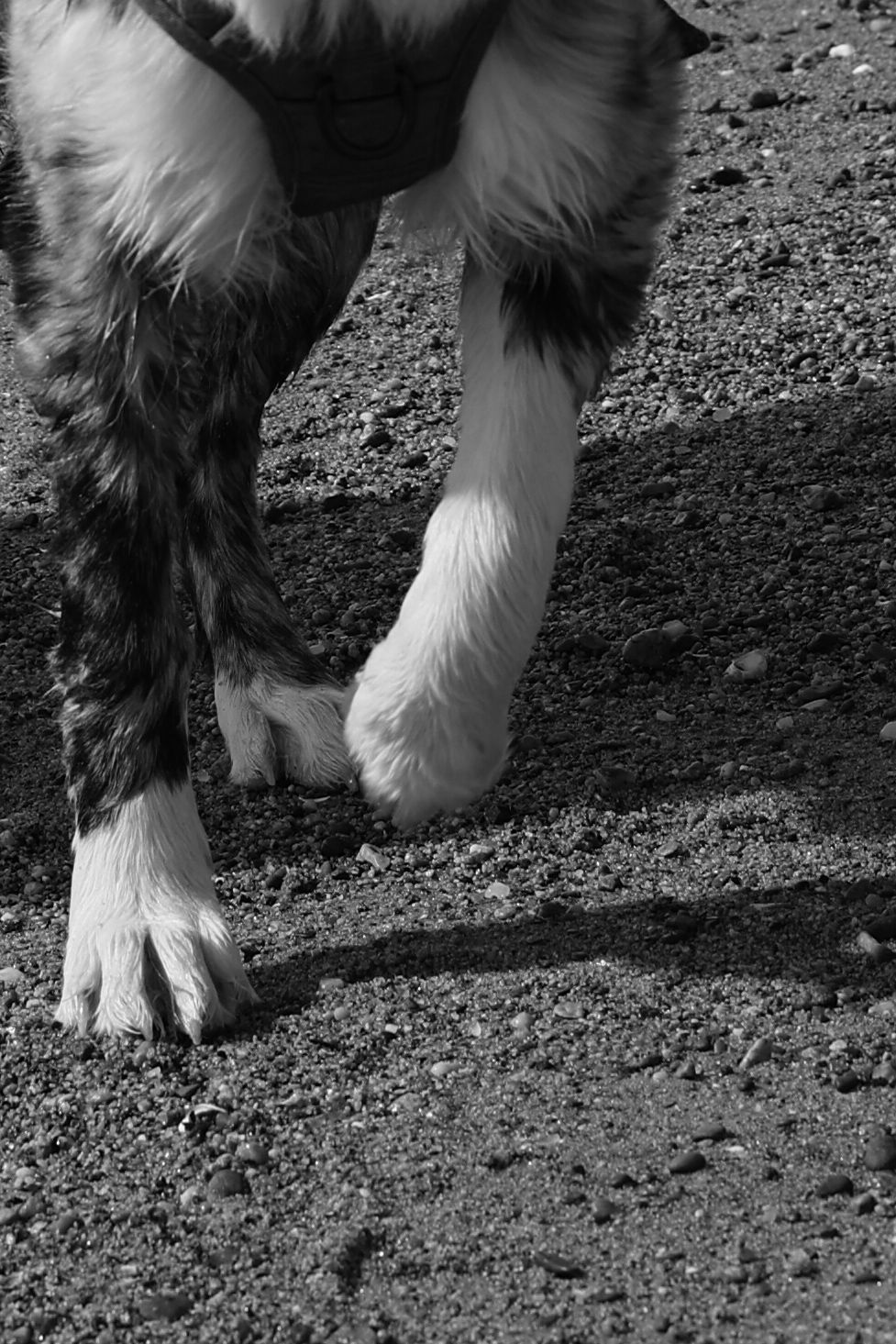 Black and white close-up photograph of a horse's feathered legs and hooves standing on dirt ground.