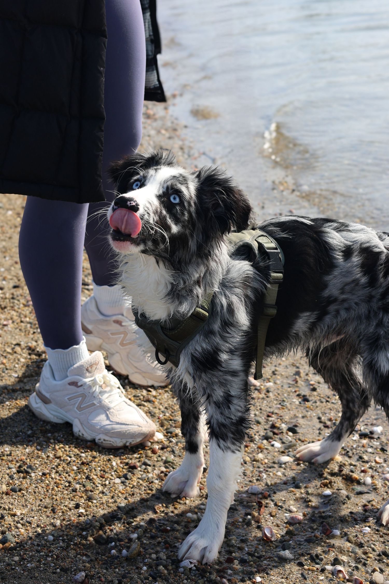 Black and white dog shaking off water while standing next to person wearing white sneakers and dark pants at beach.
