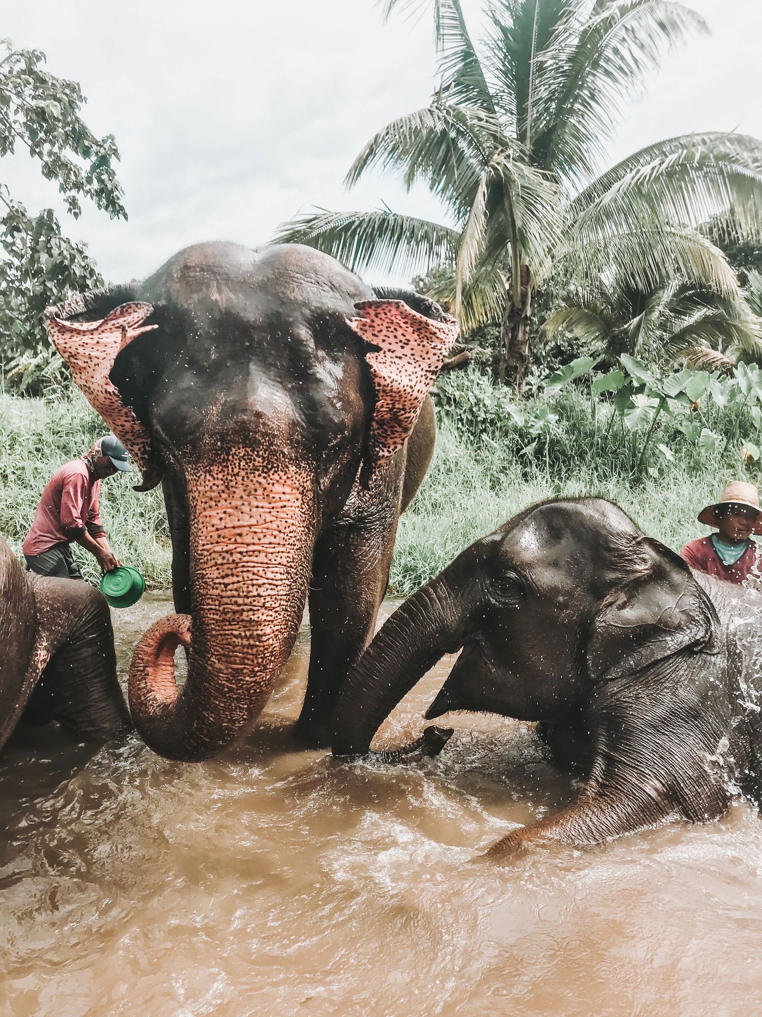 Elephants playing and bathing in muddy water surrounded by palm trees.