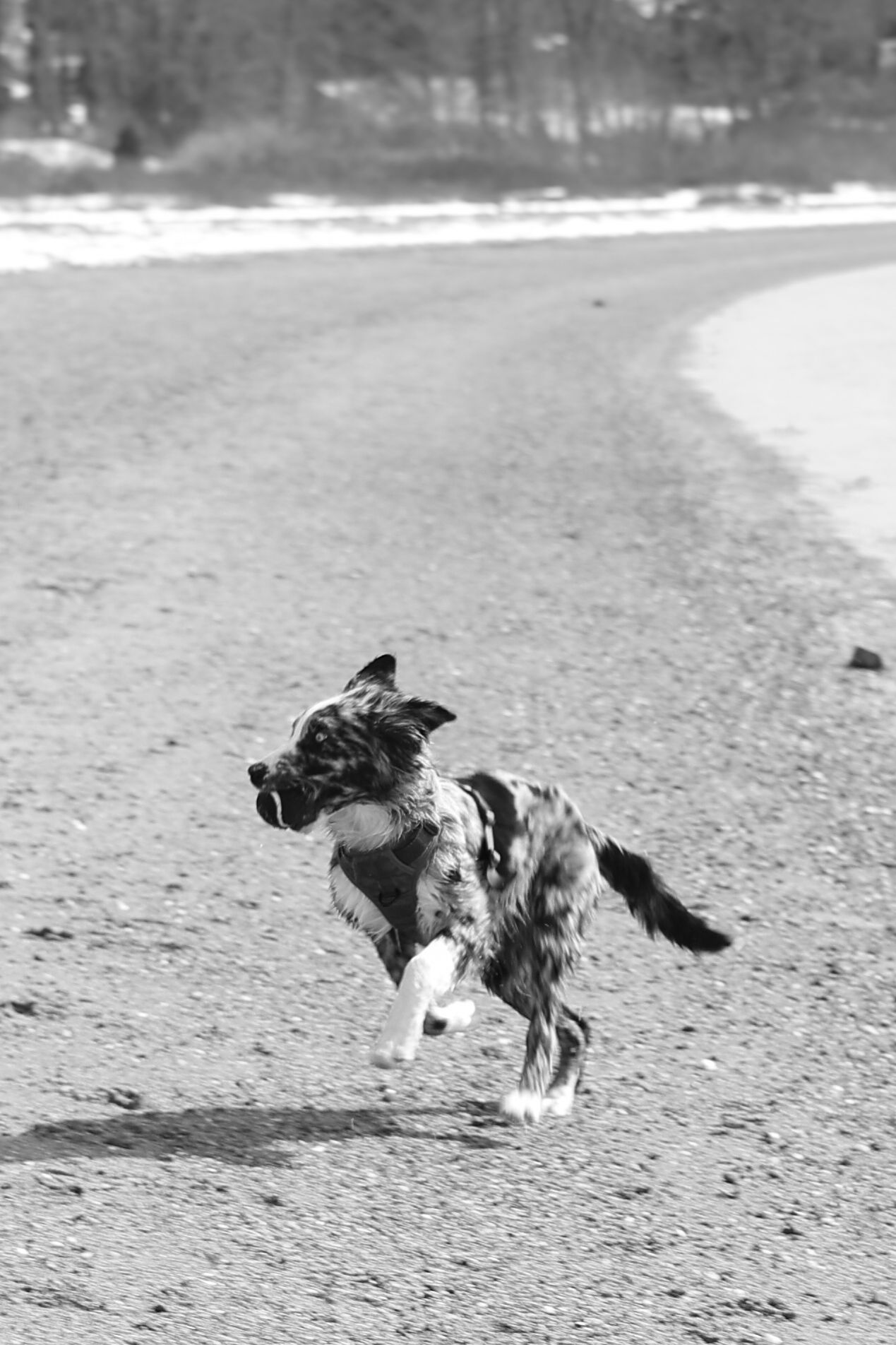 A black and white sequence of a dog chasing its tail in a playful circular motion on a sandy surface.