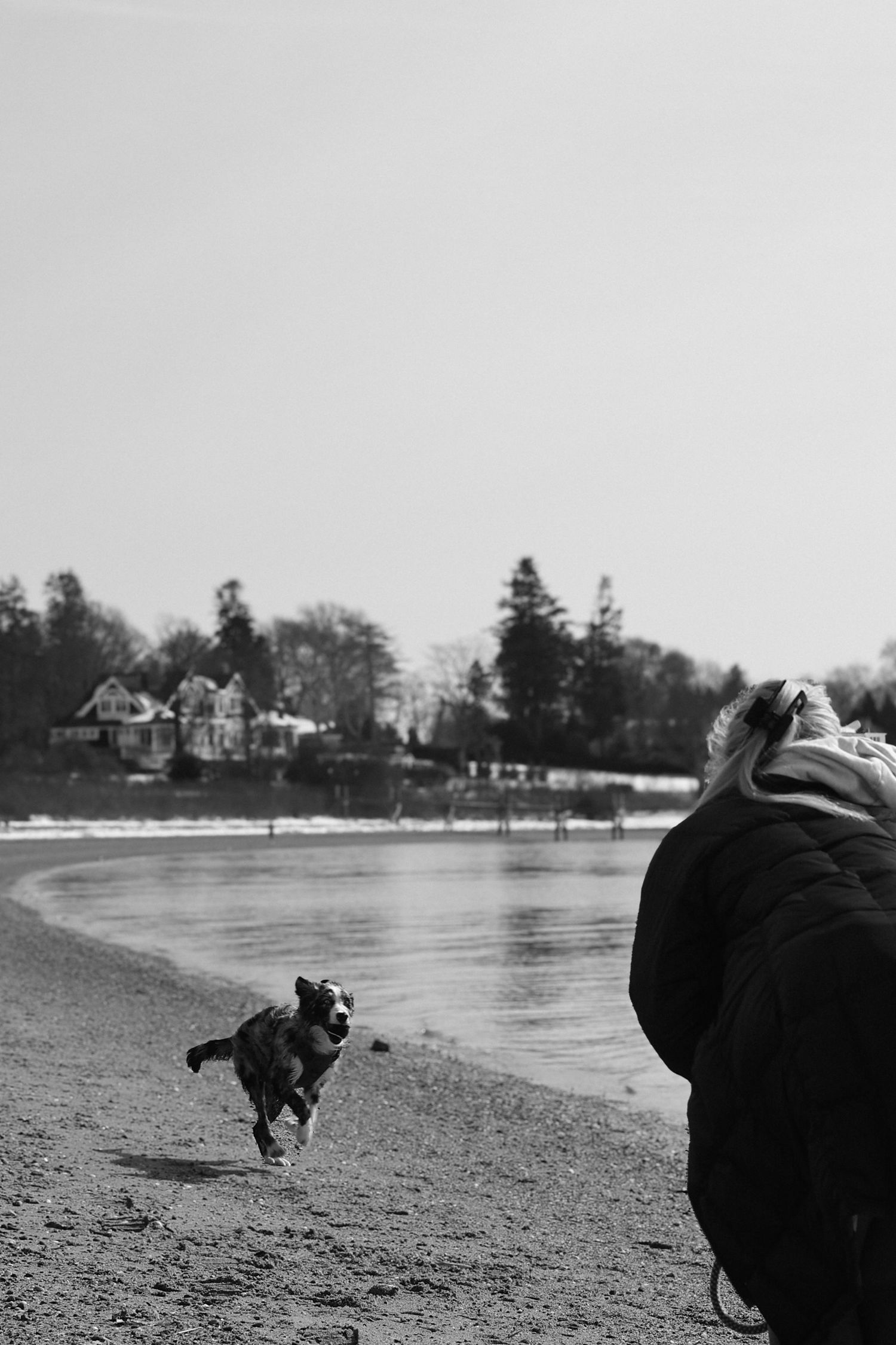 Black and white photo of a dog running on a beach with houses visible in the background across the water.