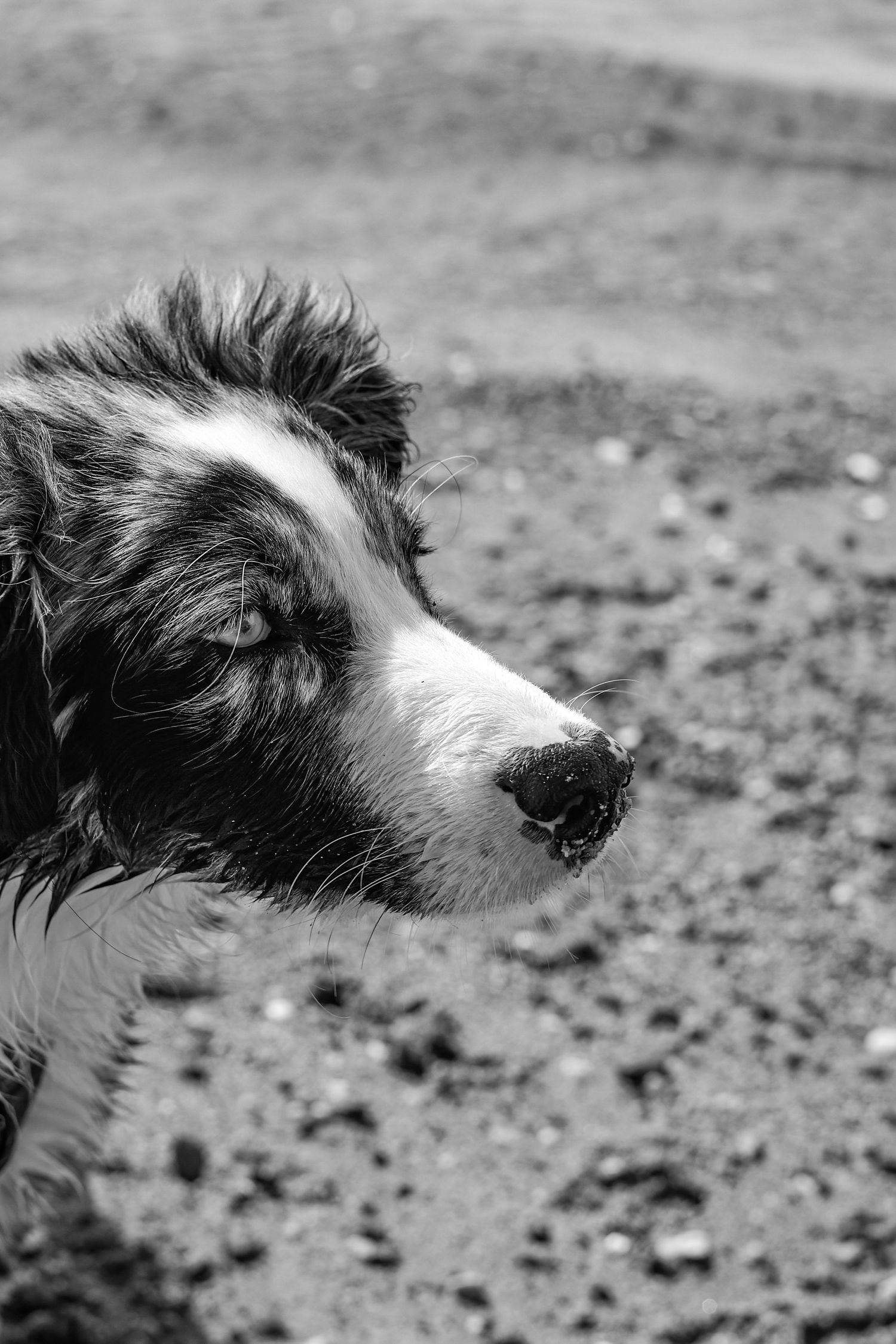 A black and white border collie's profile view shows its distinctive facial features against a blurred outdoor background.