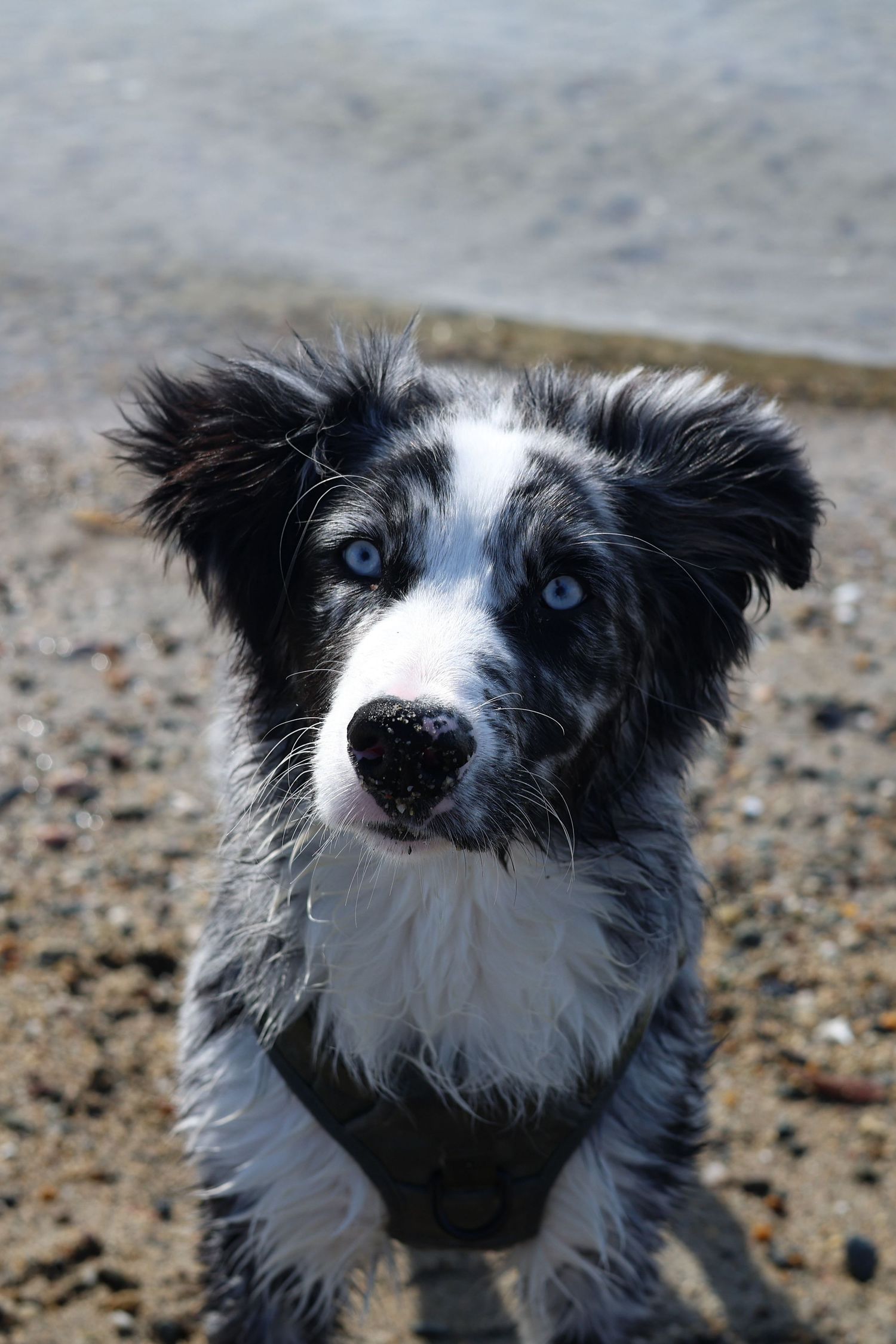 A black and white Border Collie with striking blue eyes gazes at the camera while standing on a pebbly beach.
