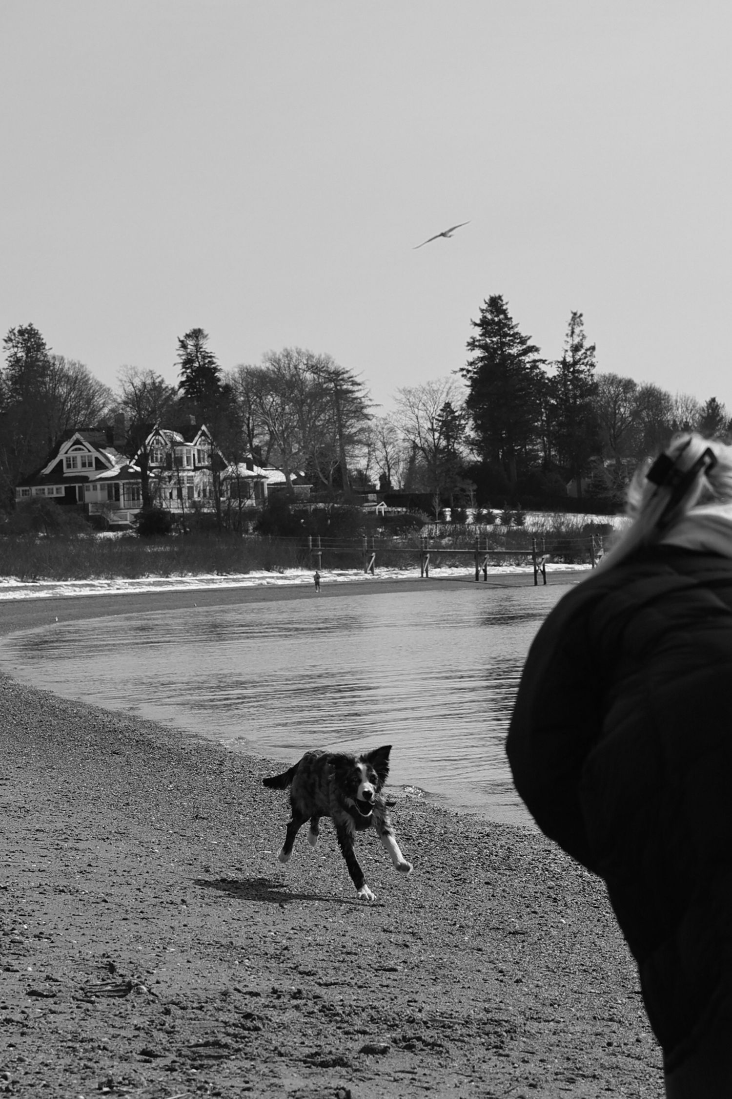 A black and white photo sequence shows a dog running and playing on a snowy field with houses in the background.