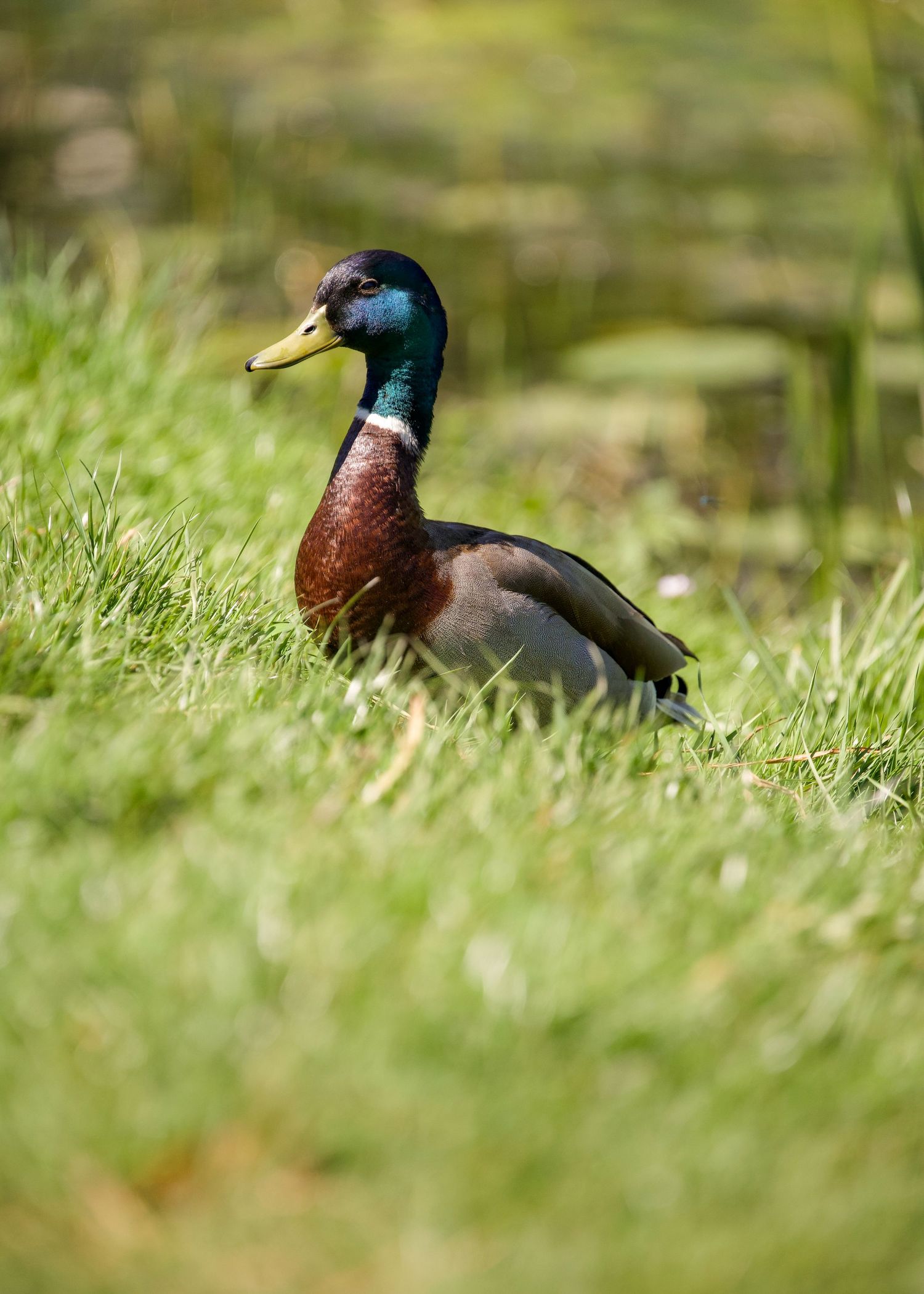 A male mallard duck with iridescent green head and chestnut breast stands in lush green grass near a pond.