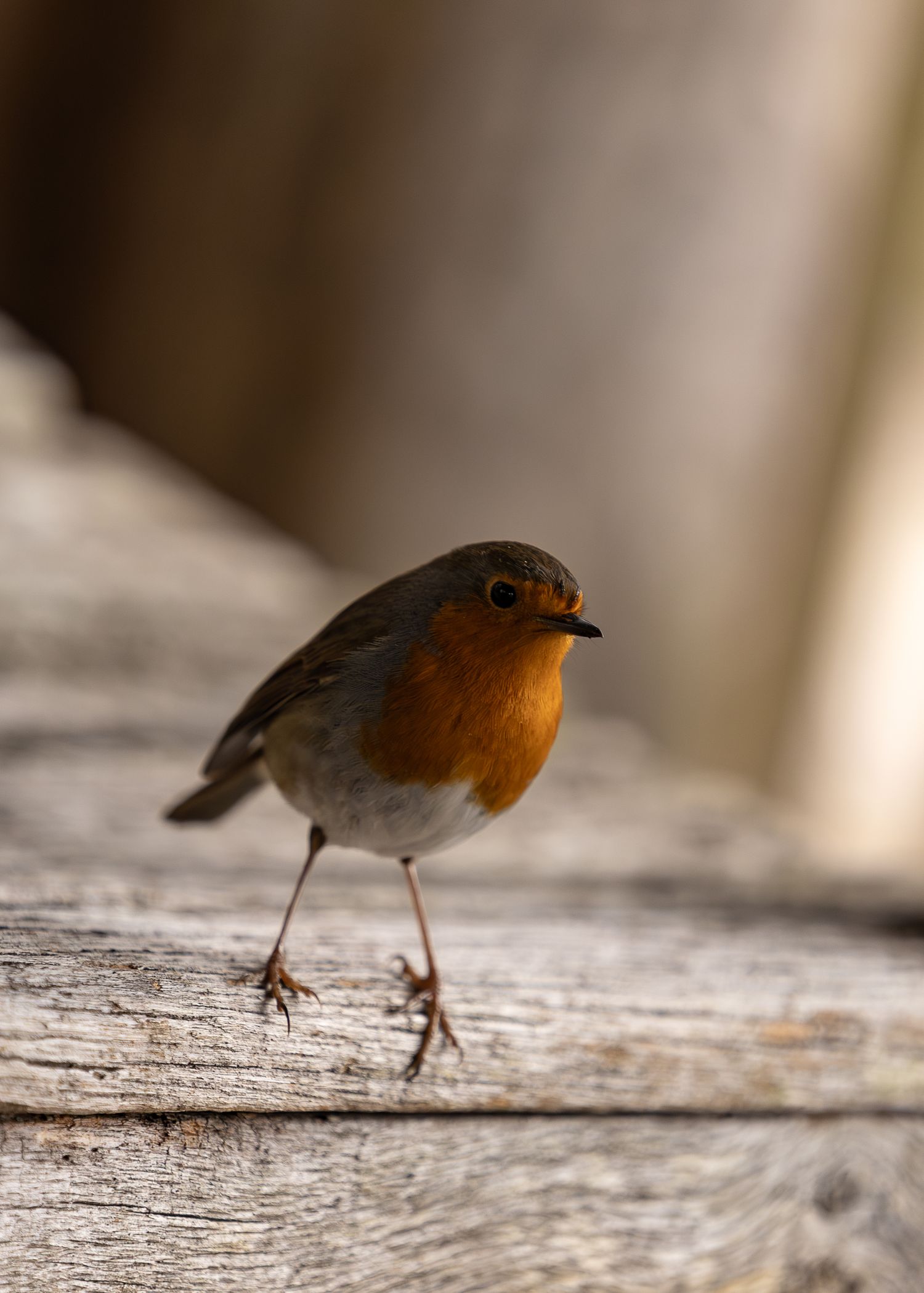 A European robin with vibrant orange-red breast standing on weathered wooden surface in soft natural light.