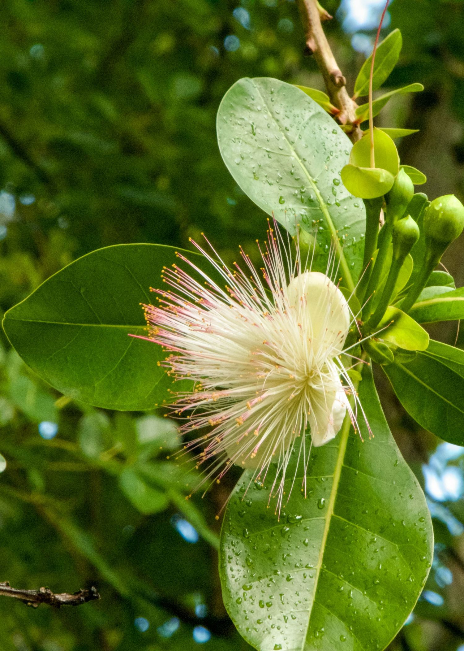 Close-up of a white tropical flower with pink-tipped stamens blooming among green leaves with water droplets.