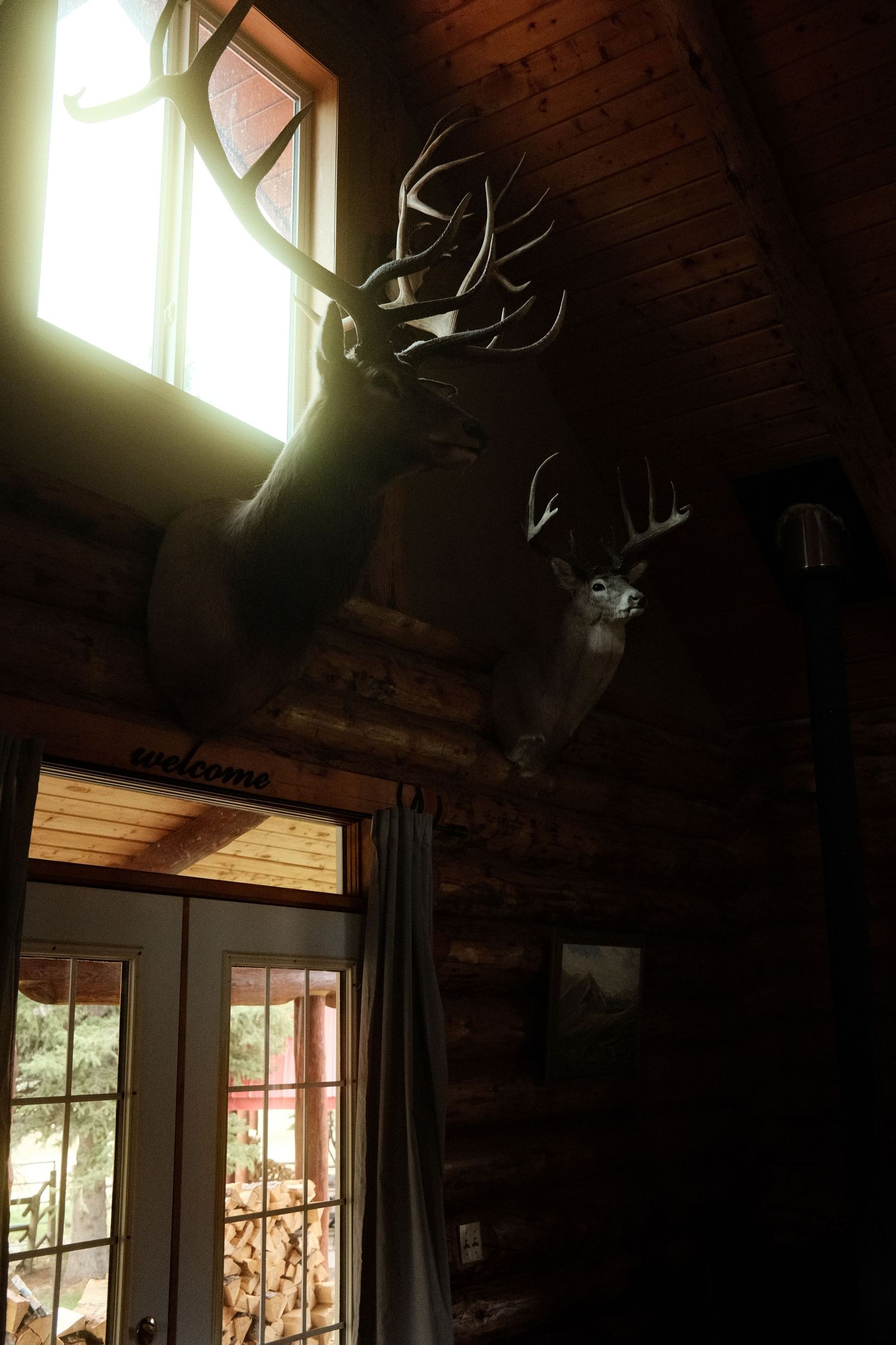 Two mounted deer trophy heads with large antlers displayed on a rustic log cabin wall near a bright window.