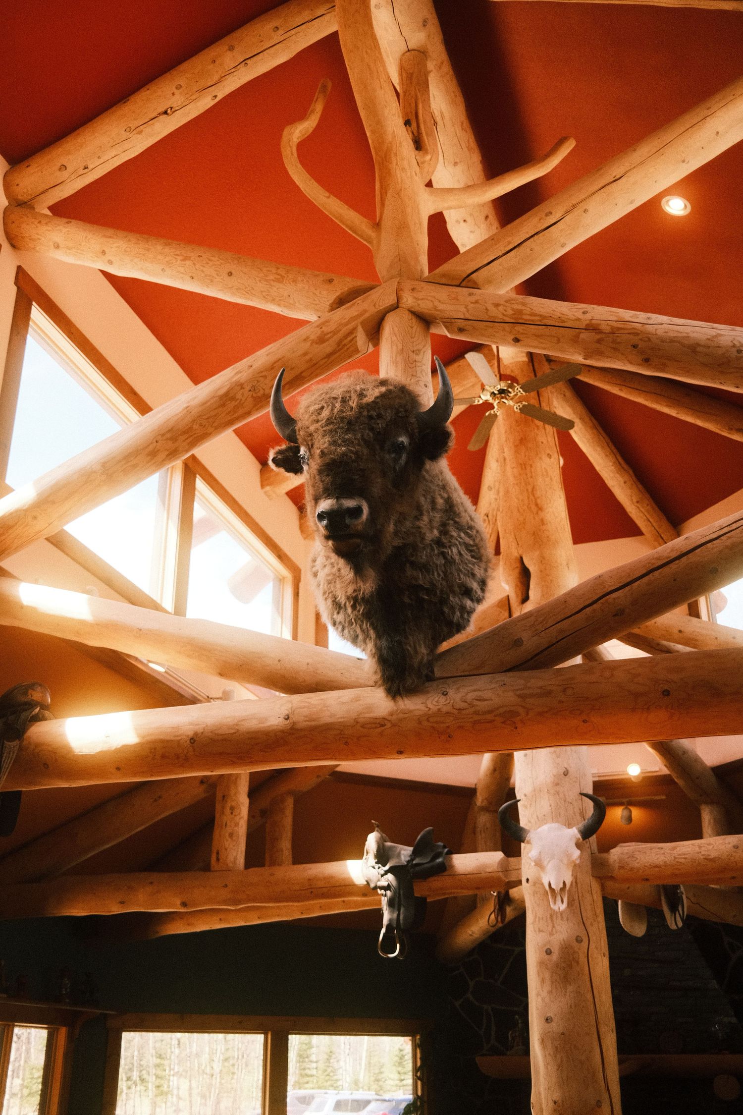 Mounted bison head displayed on rustic log beam ceiling in a Western-style lodge with antler decor.