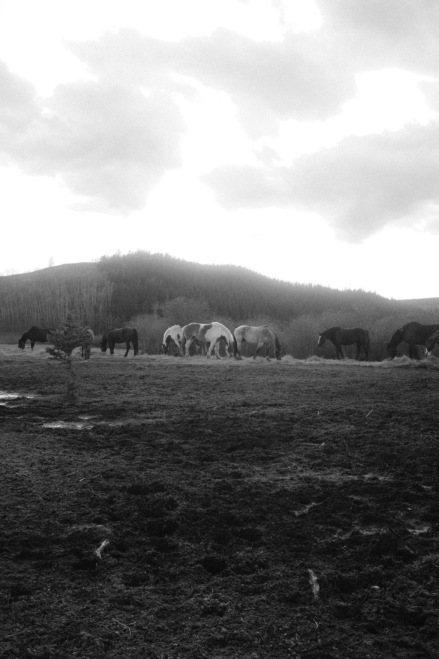 Black and white photo of a herd of horses grazing in a field with a forested hill and cloudy sky in the background.