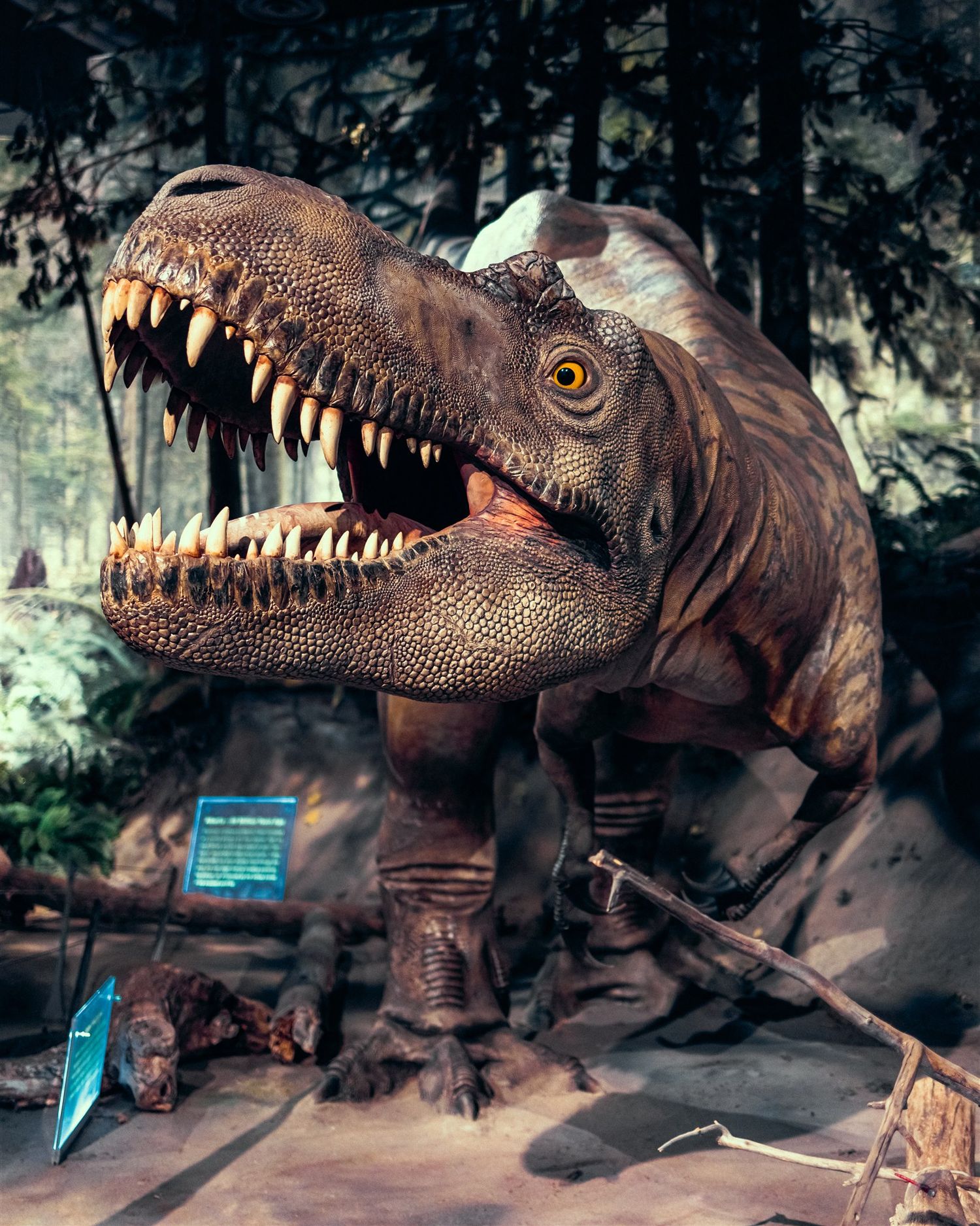 Realistic T-Rex dinosaur animatronic display with open jaws showing sharp teeth in a museum exhibit.