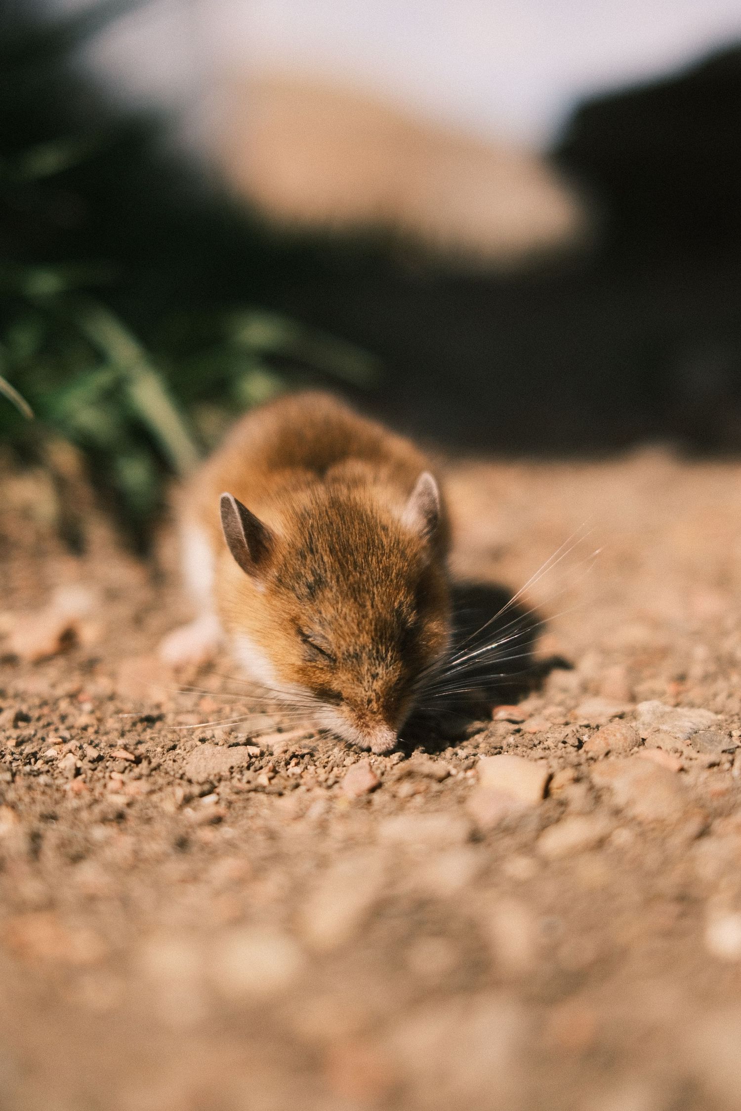 A small brown field mouse crouching on rocky dirt ground outdoors in natural sunlight.