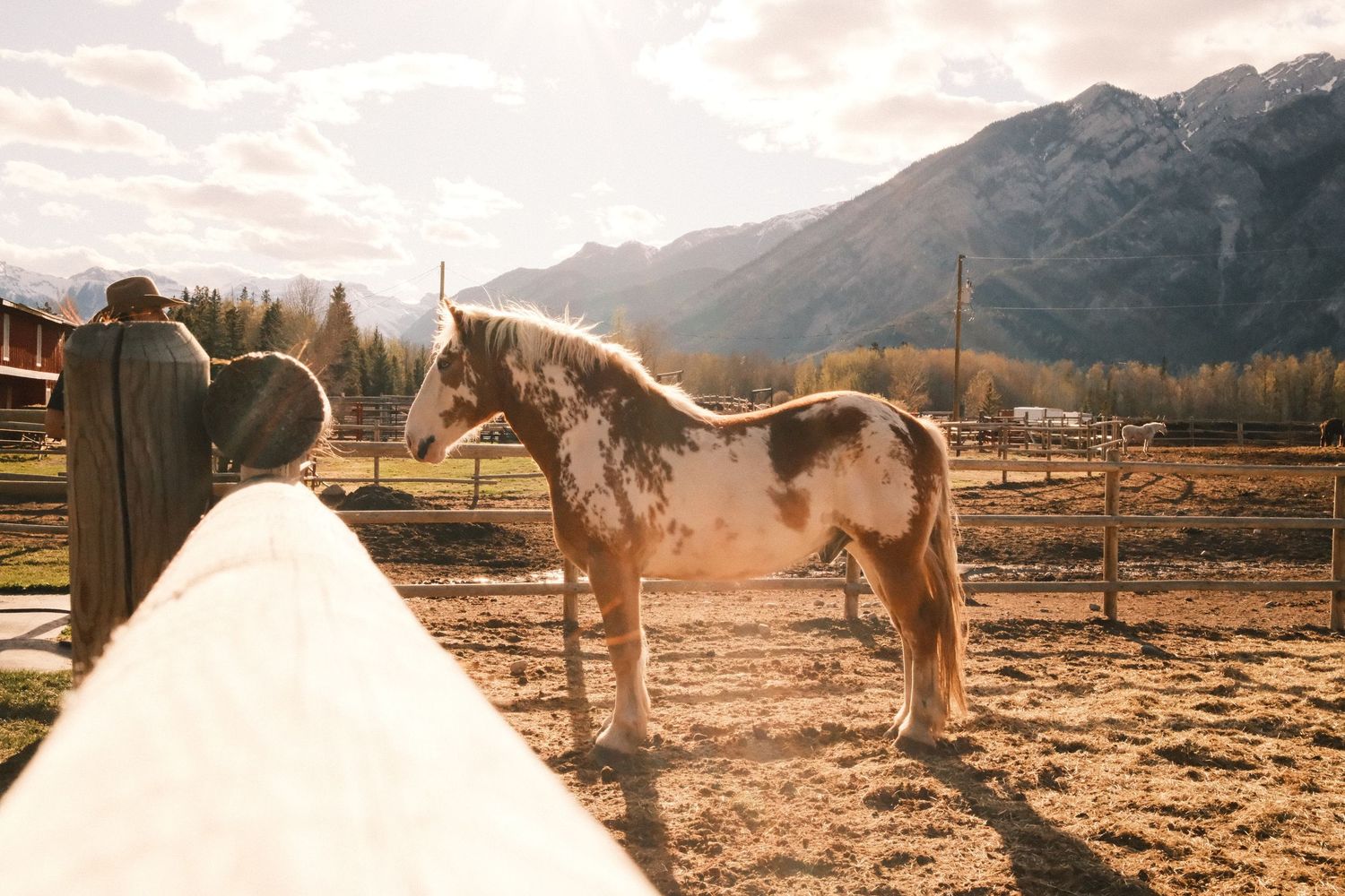 A pinto horse stands in a sunlit ranch corral with majestic snow-capped mountains in the background.