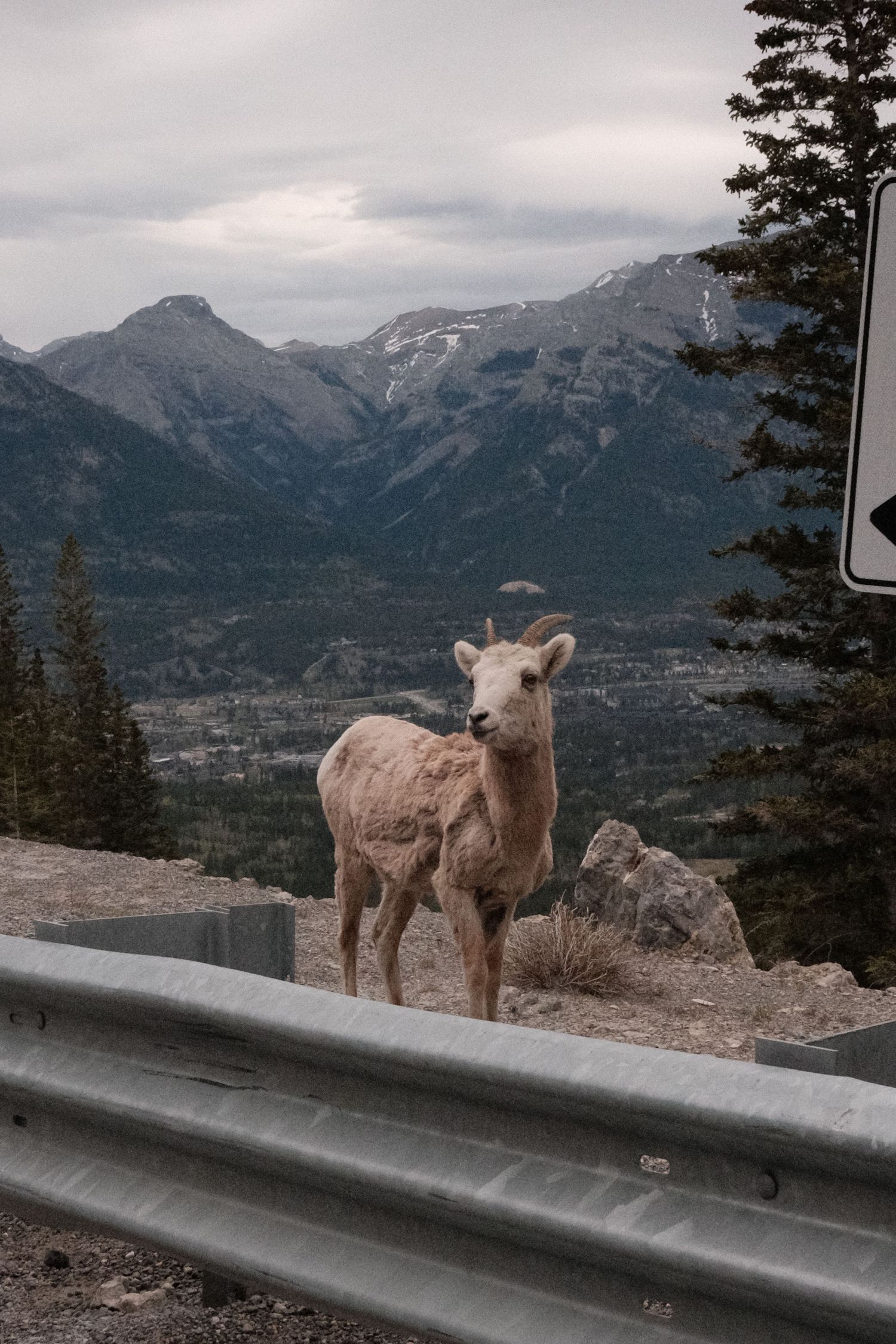 A young bighorn sheep stands beside a guardrail on a mountain road with rocky peaks and evergreen trees in the background.