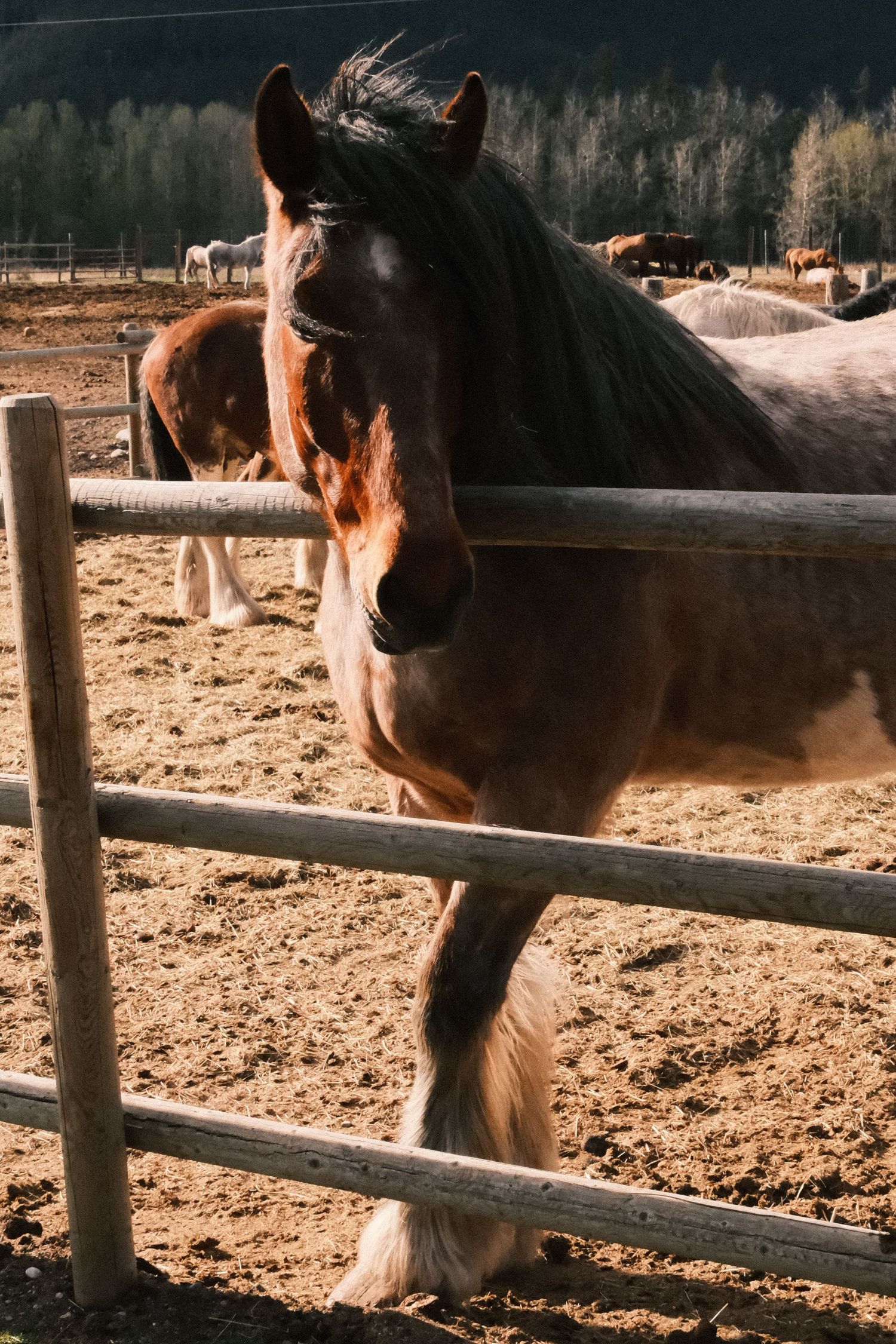 A brown draft horse with a flowing mane stands at a wooden fence in a dirt paddock with other horses grazing behind it.