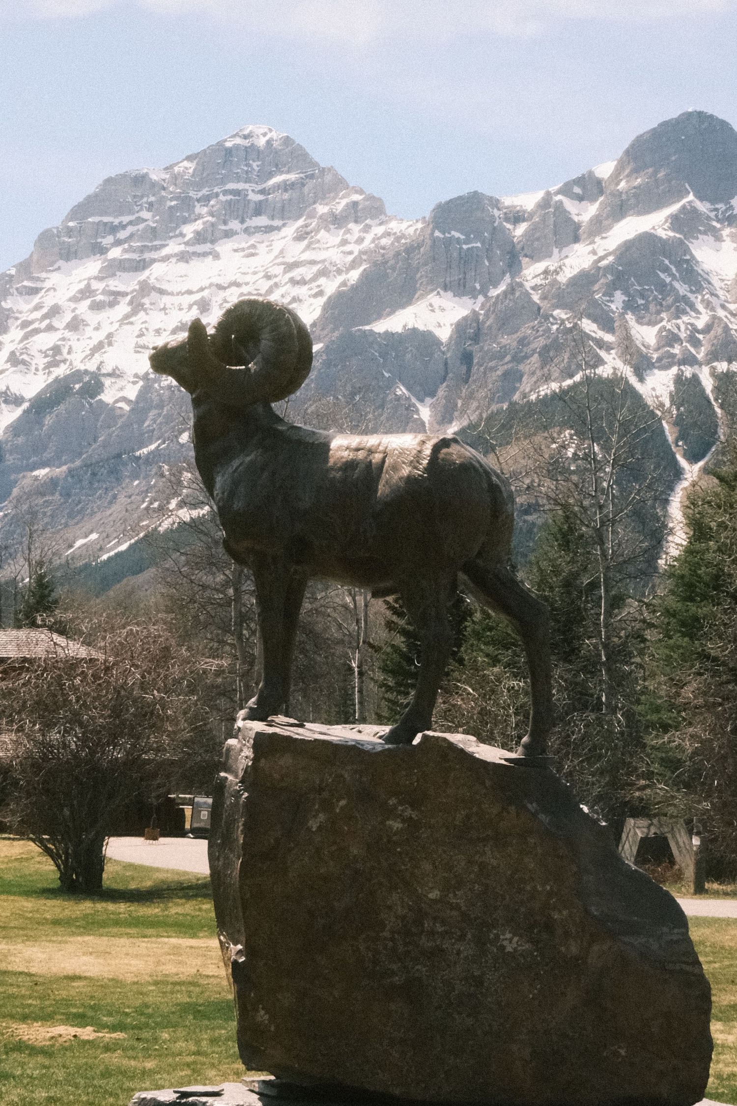 Bronze bighorn sheep statue on a rock with snow-capped Rocky Mountains and green trees in the background.