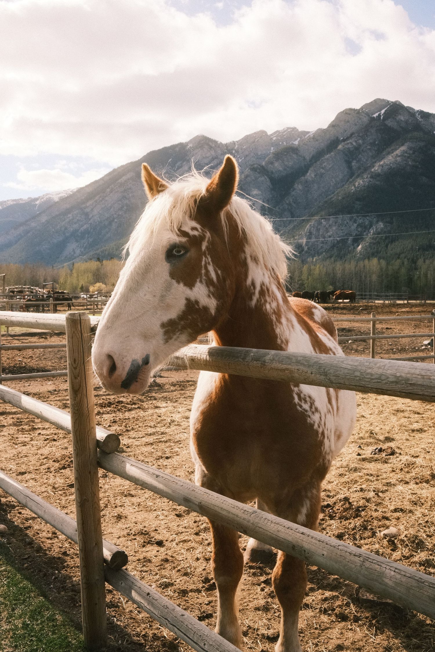 Brown and white pinto horse standing at a wooden fence with rocky mountains in the background on a sunny day.