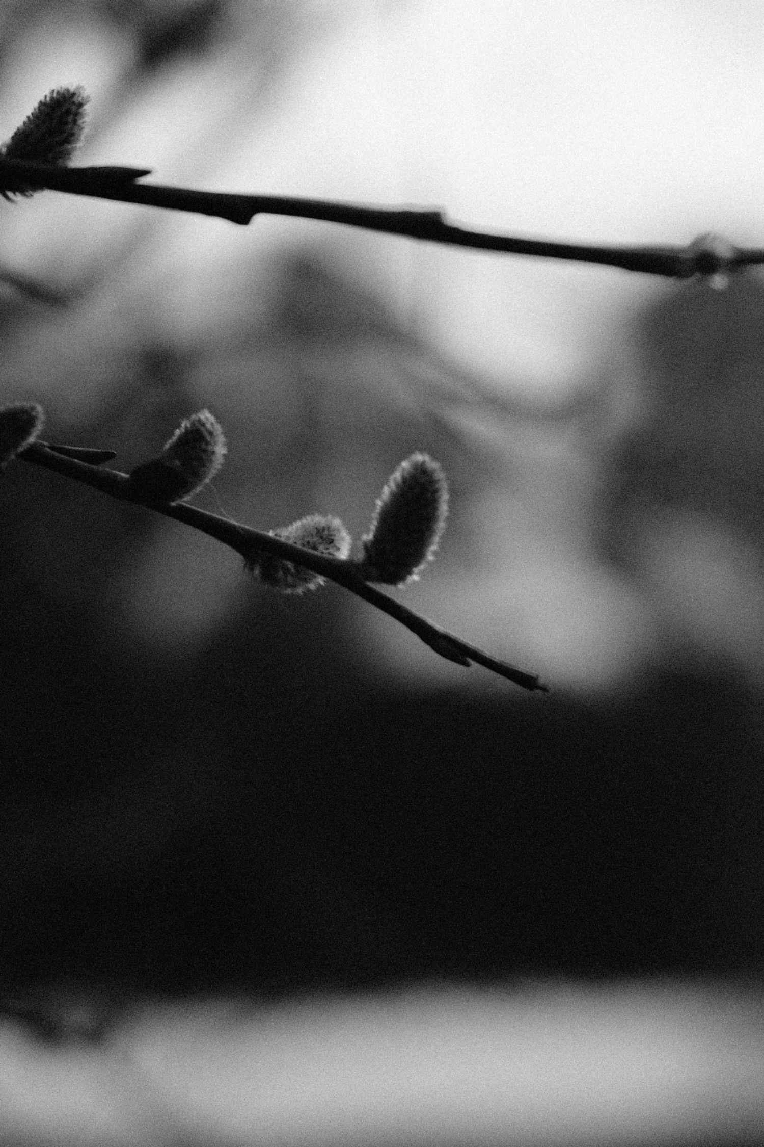 Black and white macro photo of fuzzy pussy willow buds on a branch with soft bokeh background.