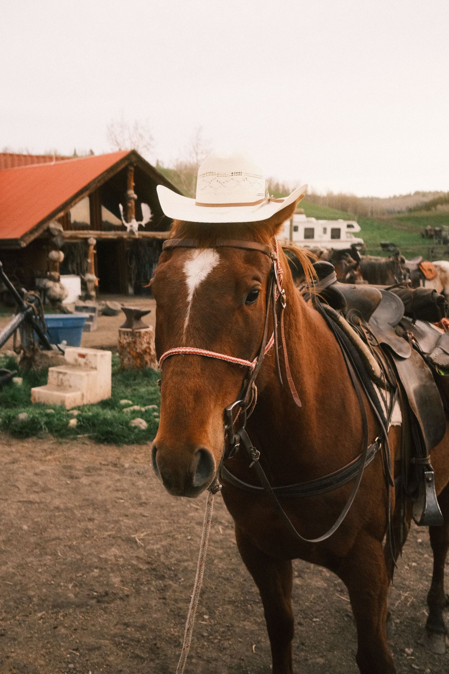 A saddled brown horse wearing a white cowboy hat stands near a rustic ranch barn with a red roof.