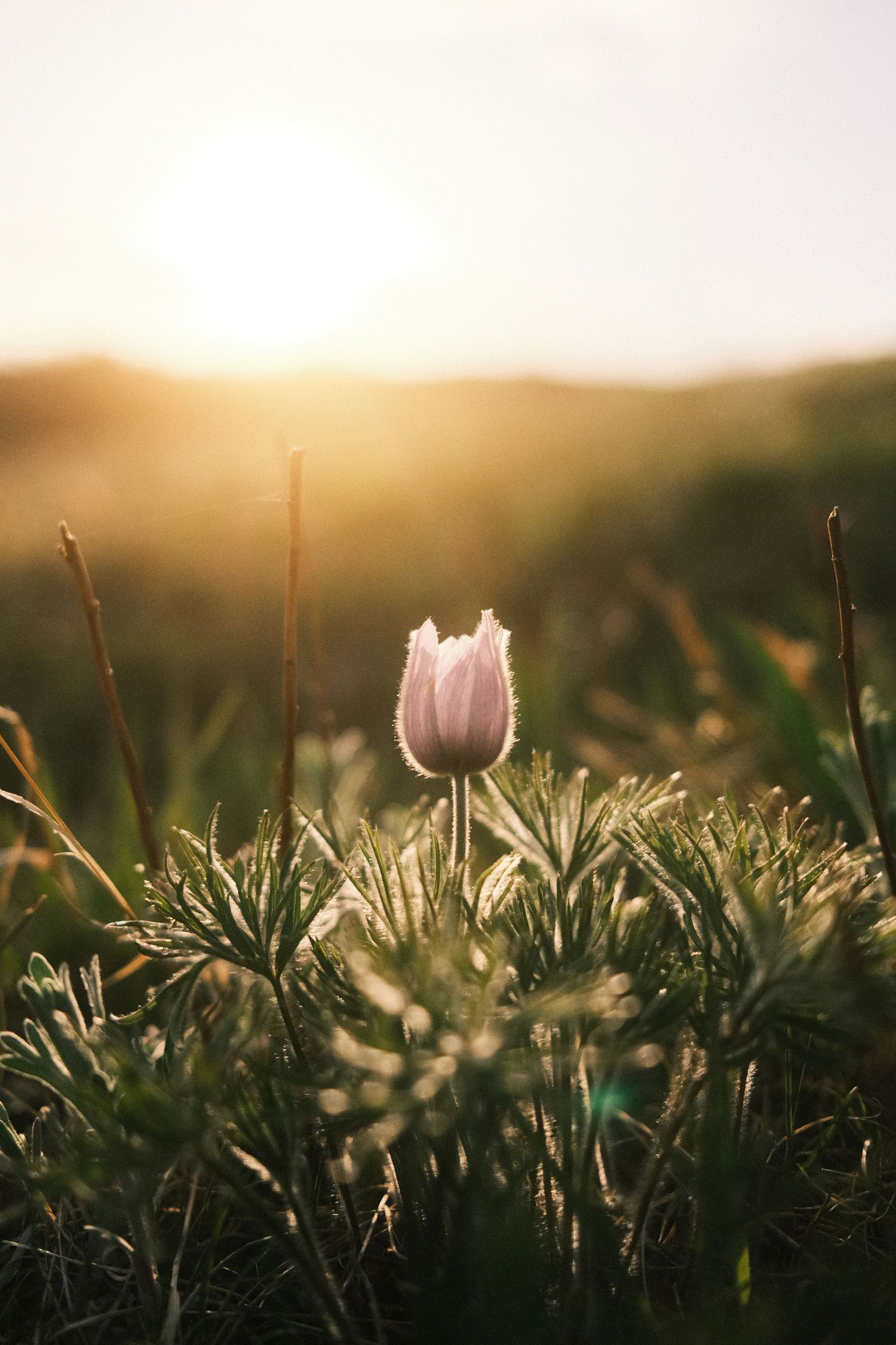 A solitary pasque flower blooms at golden sunset, surrounded by lush green grass in a serene meadow.