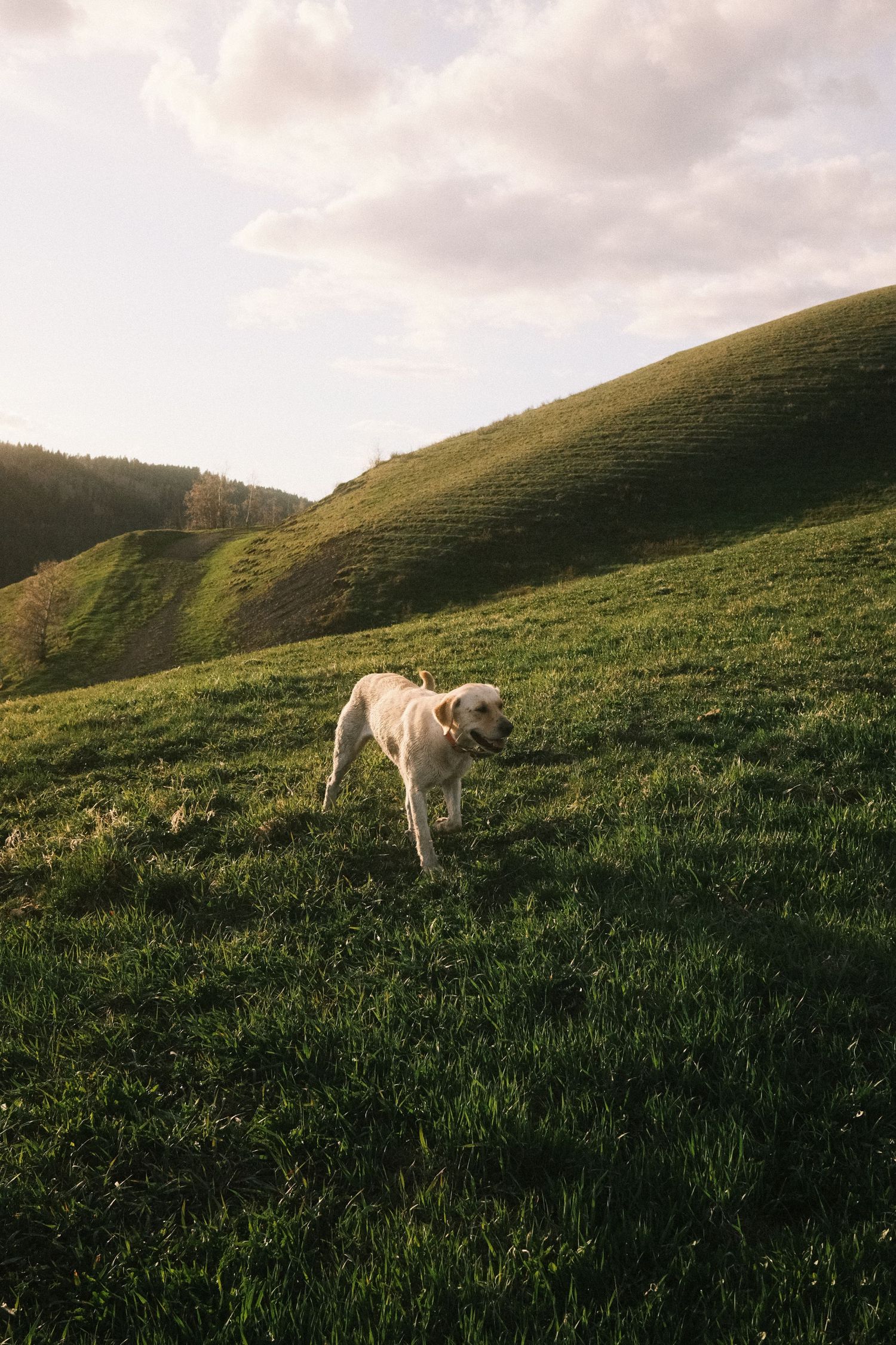 A golden Labrador dog walks on a lush green hillside meadow with rolling hills and cloudy sky in background.