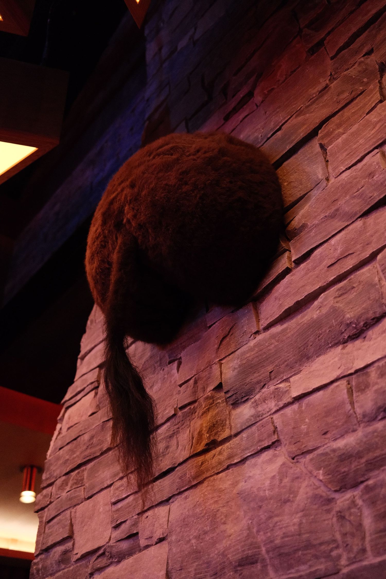 Taxidermy bison head mounted on a rustic stone wall in a dimly lit restaurant or lodge setting.