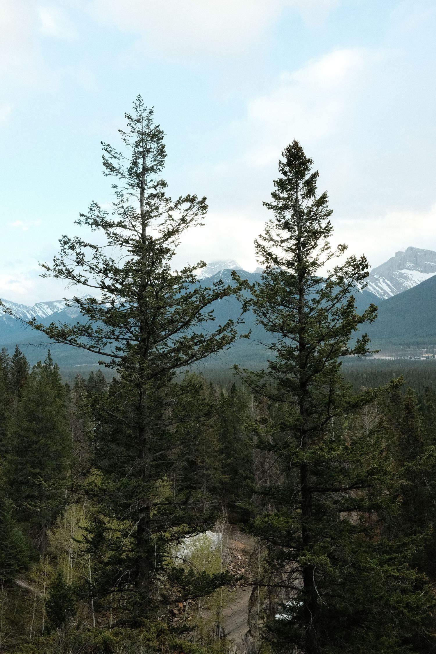 Two tall pine trees stand against a backdrop of snow-capped mountains and dense evergreen forest under a cloudy sky.