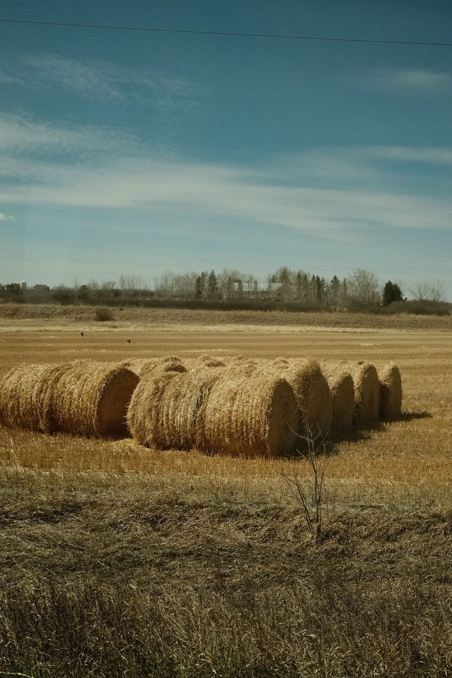 Golden hay bales lined up in a harvested field under a blue sky with scattered clouds and trees in the background.