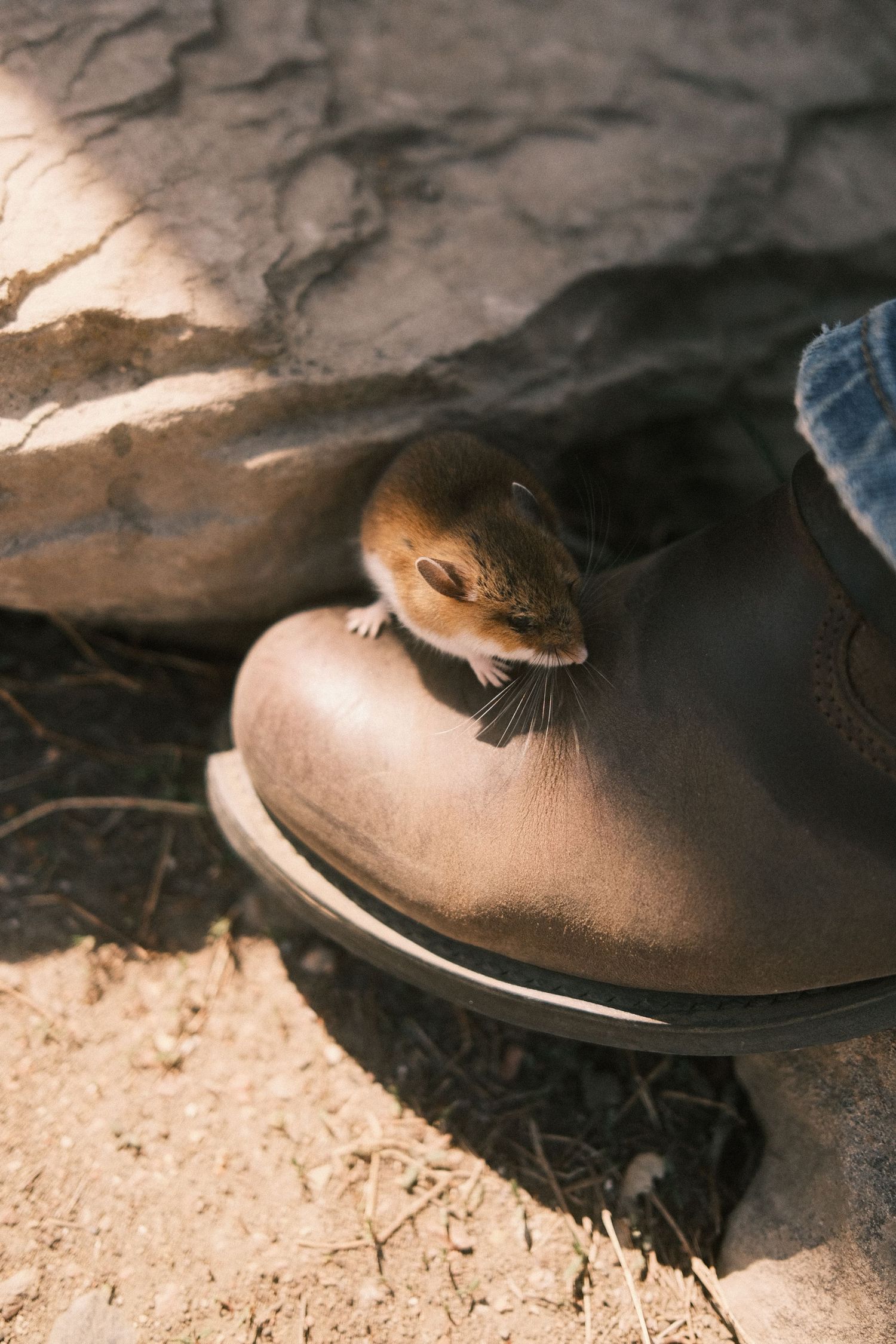 A tiny brown mouse perched on the toe of a worn leather boot outdoors on rocky ground.
