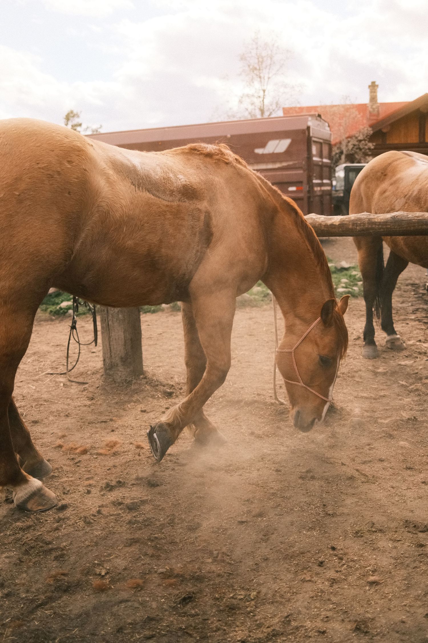 Brown horse grazing on dusty ground at a farm ranch, with wooden fence posts and buildings in background.