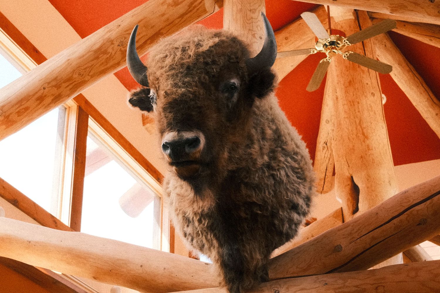 Mounted bison taxidermy displayed on rustic log cabin ceiling beams with natural wood architecture and windows.