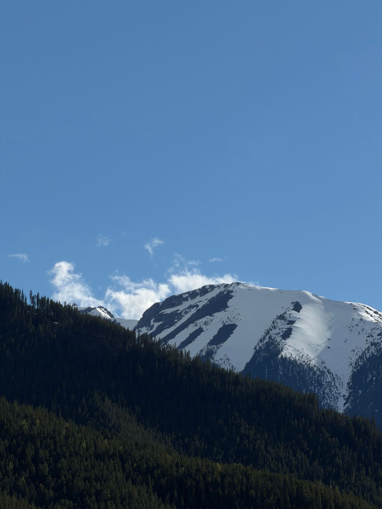 Snow-capped mountain peaks rise above dense evergreen forest under a clear blue sky in a stunning alpine landscape.