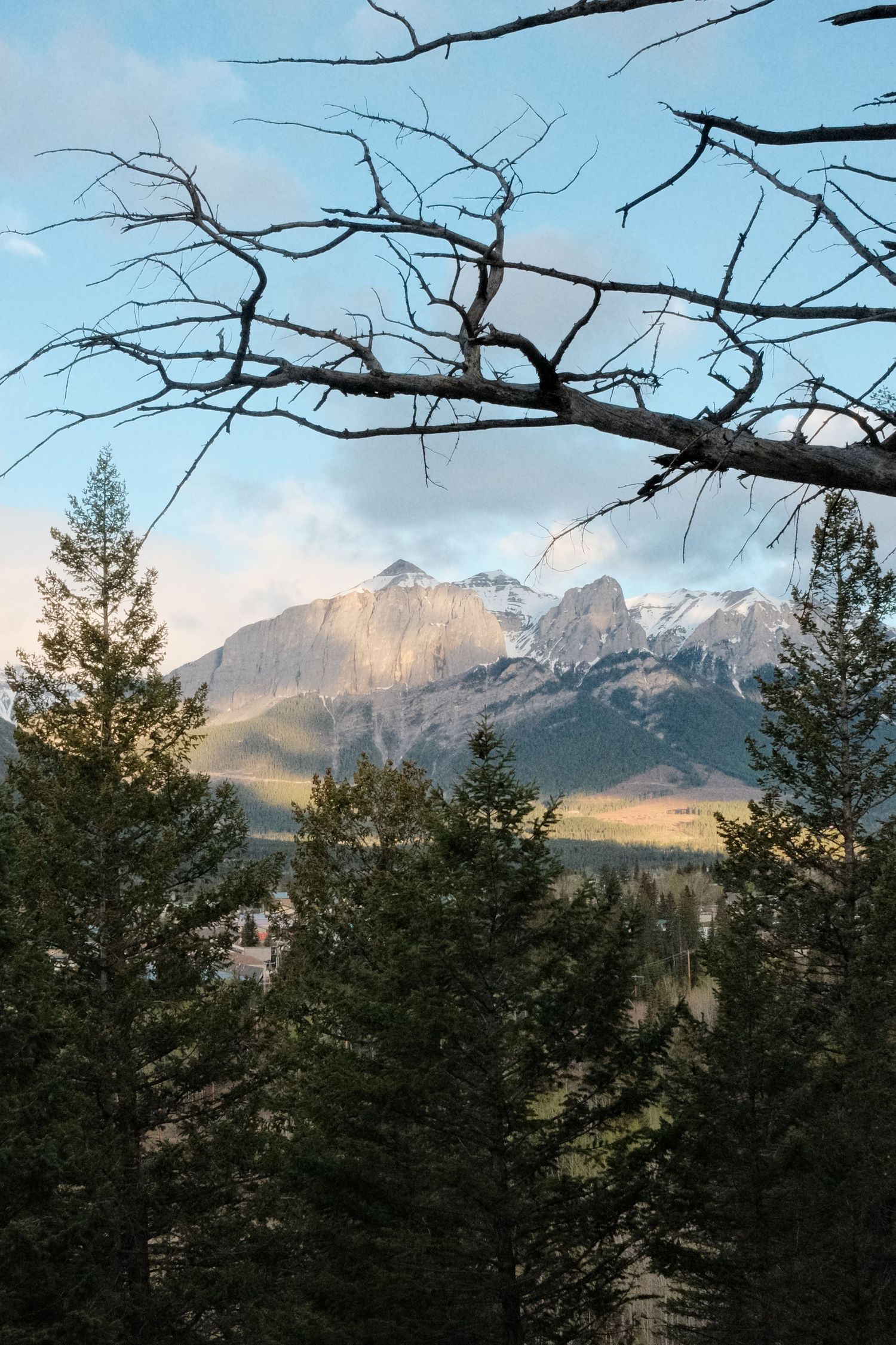 Rocky mountain peaks framed by bare branches and evergreen trees in Canmore, Alberta, Canada.