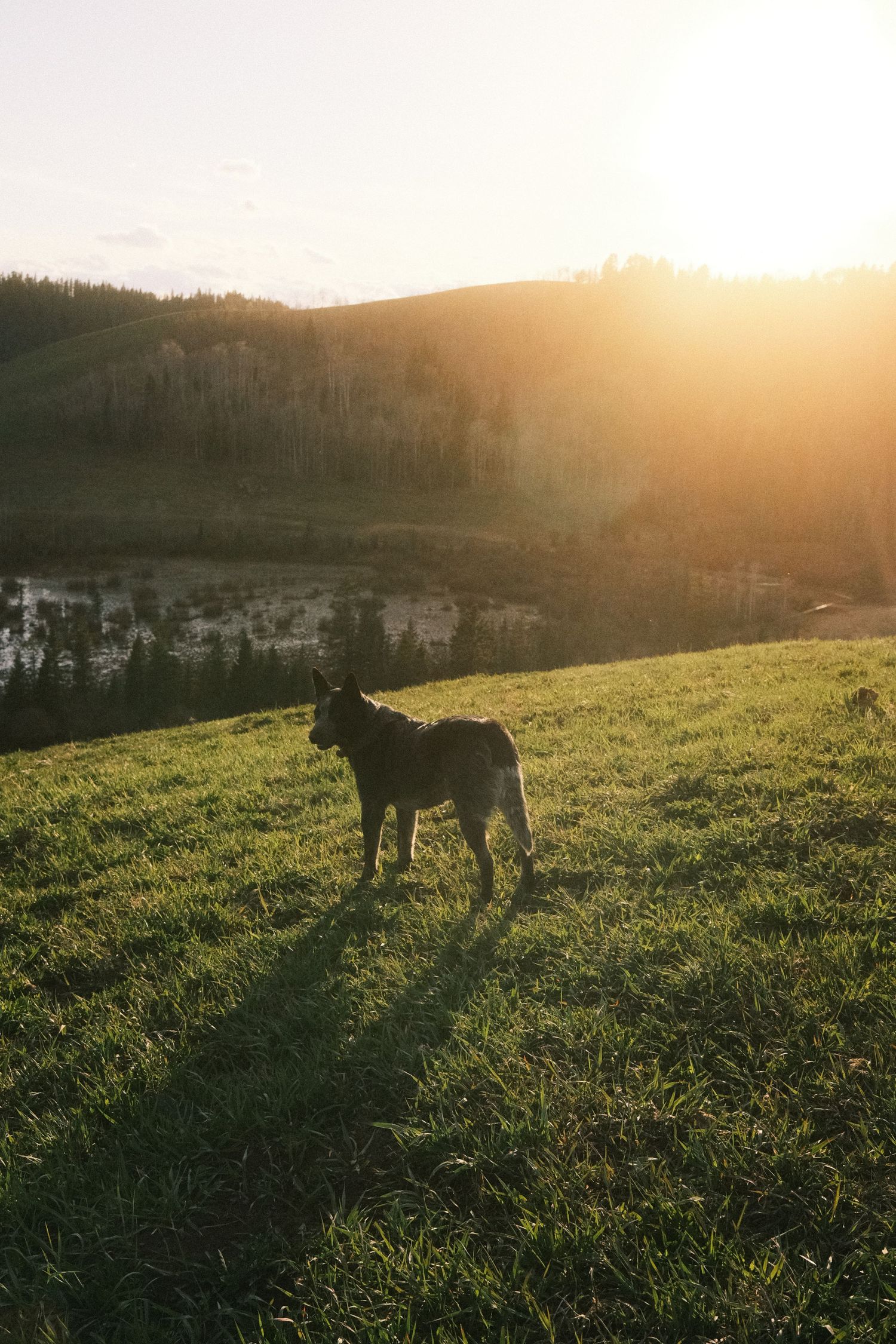 A dark dog stands on a green hillside at golden sunset with a lake and pine forest in the background.