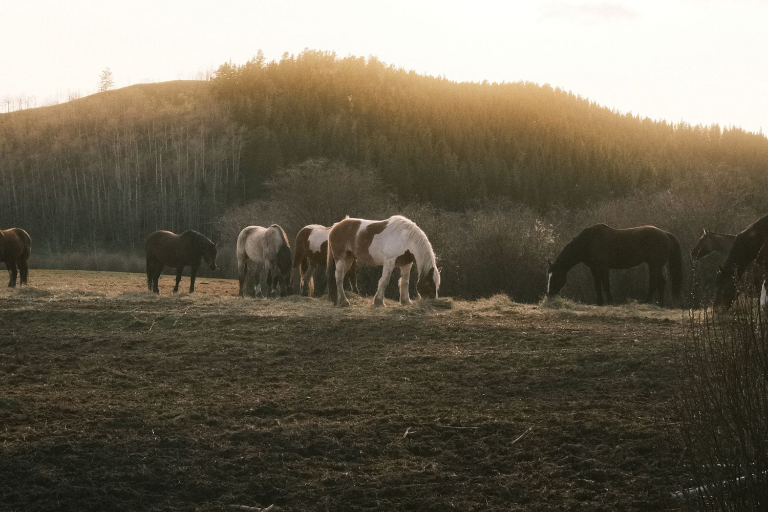 Horses grazing in a golden sunlit field with a forested hill in the background at dusk.