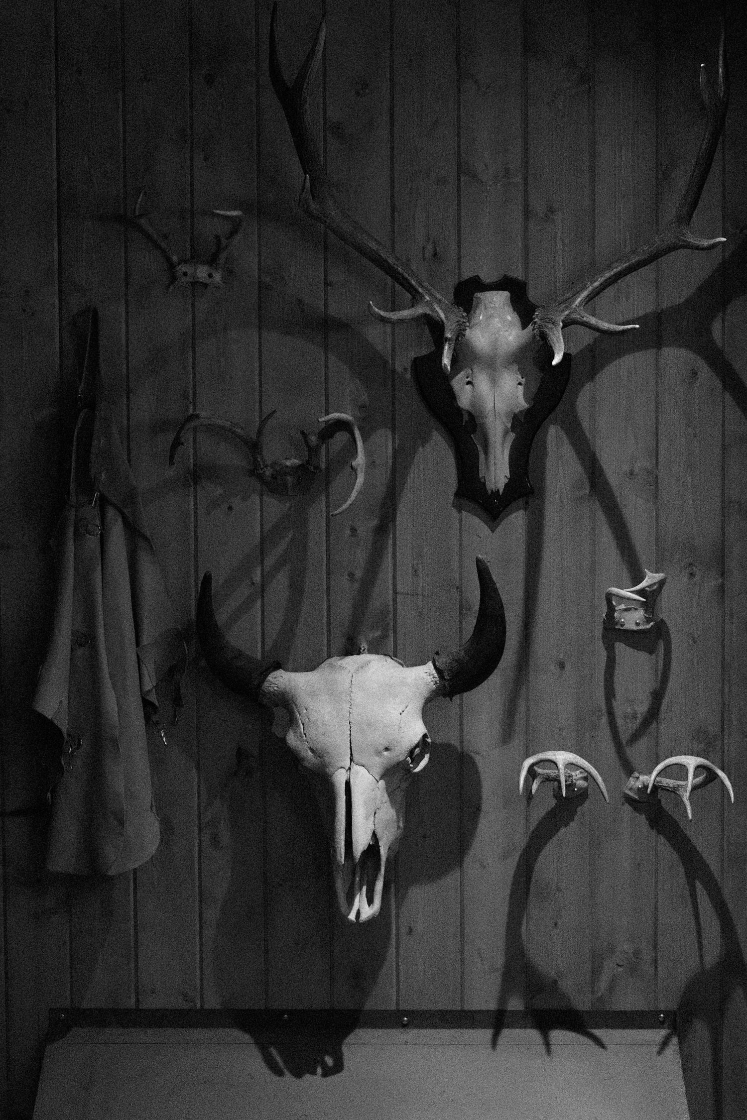 Black and white photo of animal skulls and antlers mounted on a rustic wooden wall display.