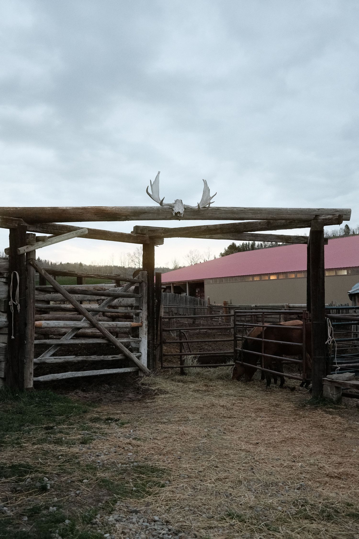 Rustic wooden ranch gate with moose antlers on top, cattle in pens, and a pink-roofed barn in the background.