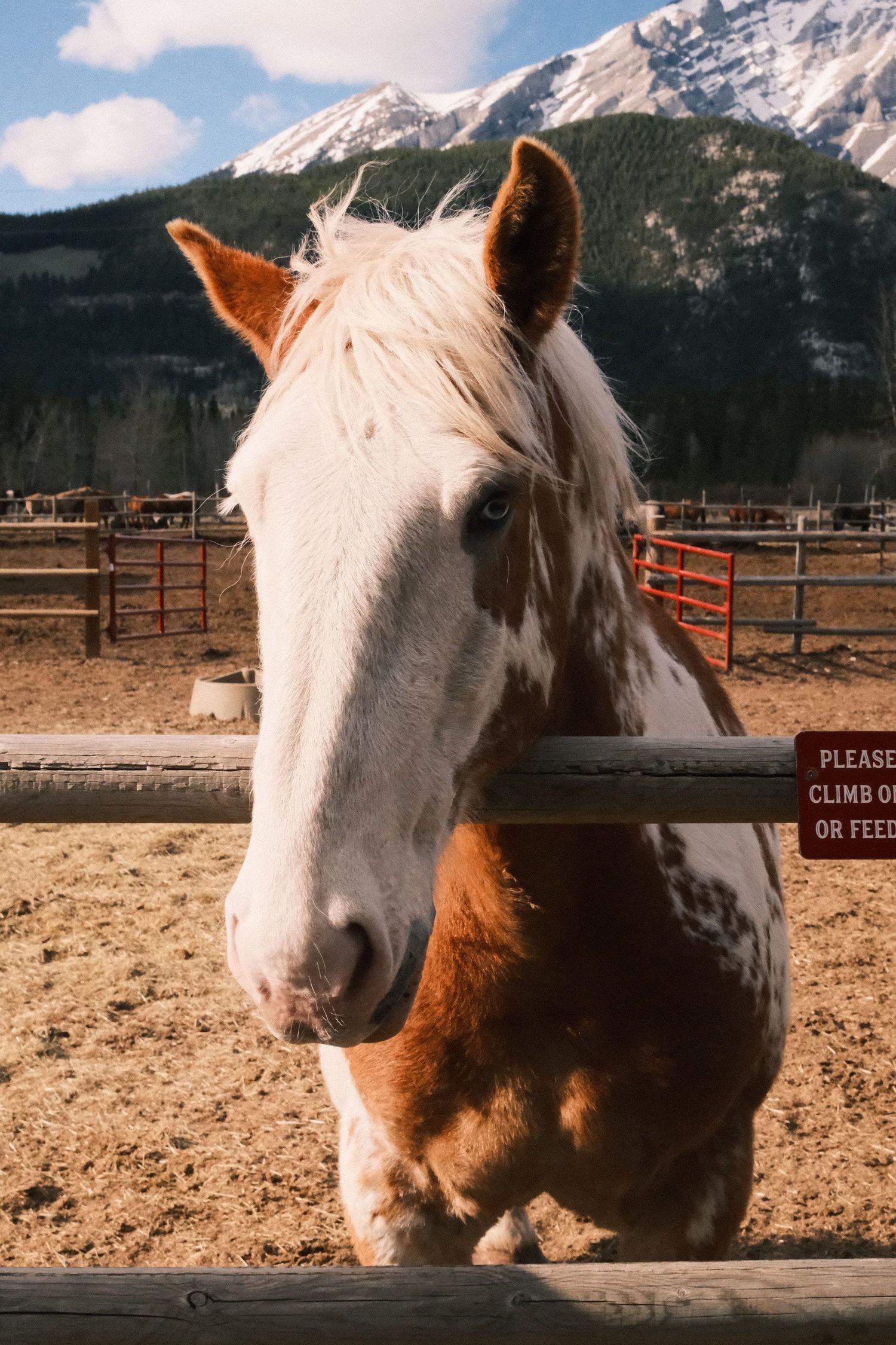 A brown and white horse stands at a wooden fence with snow-capped mountains in the background at a ranch.