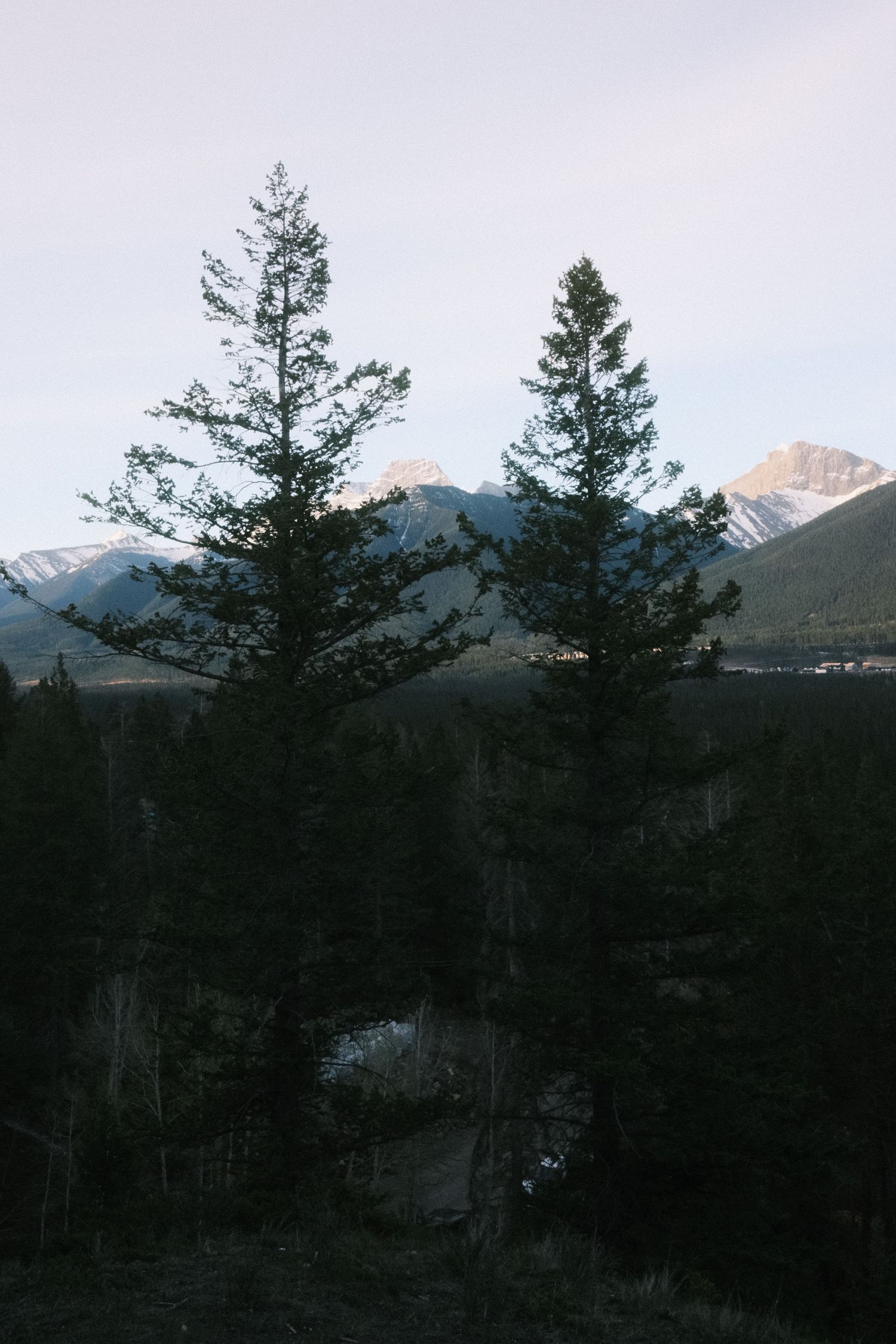 Two tall pine trees stand against a mountain backdrop with snow-capped peaks at dusk in a scenic wilderness landscape.