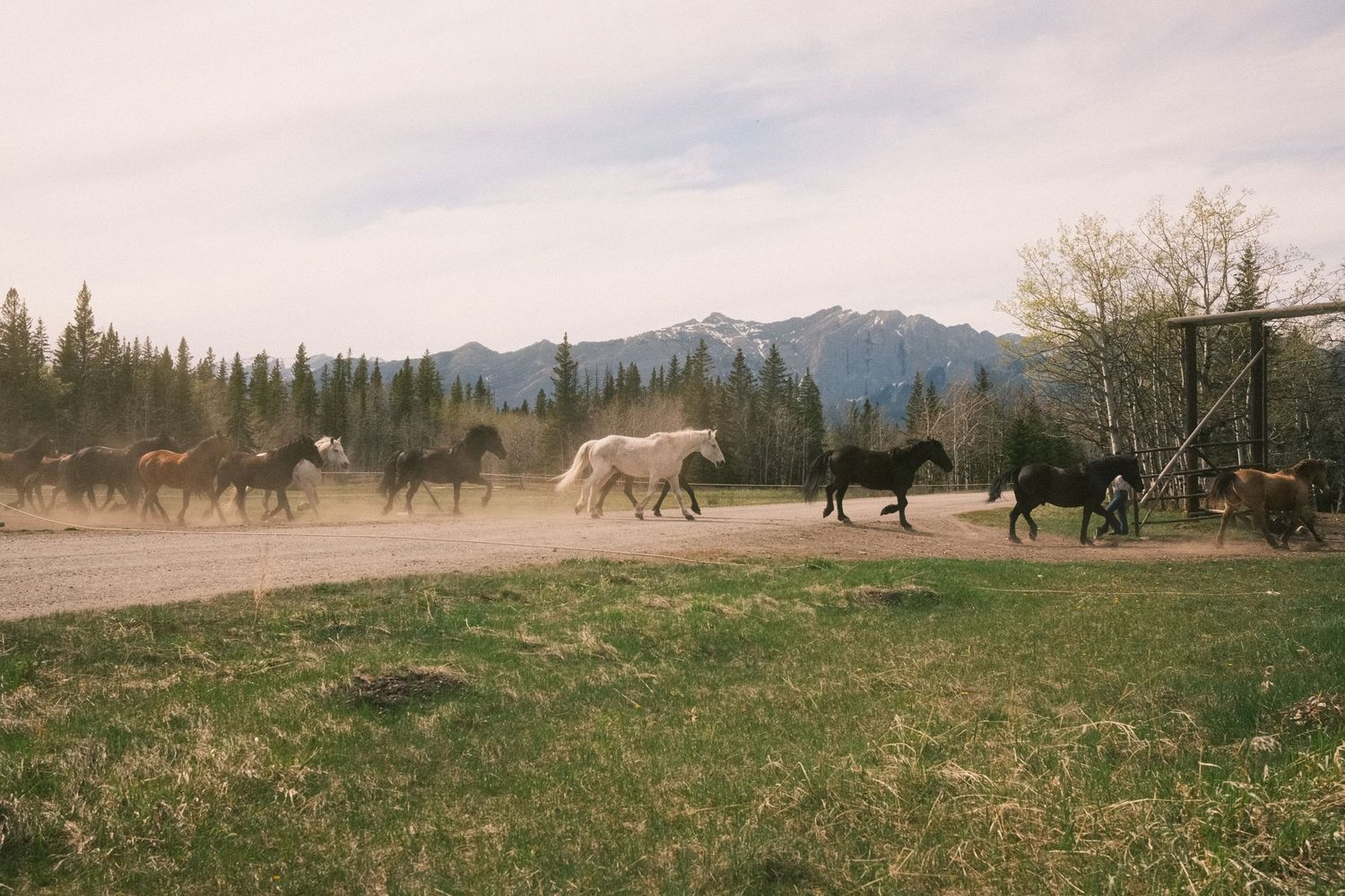 Herd of wild horses running through a dusty ranch with pine trees and snow-capped mountains in the background.