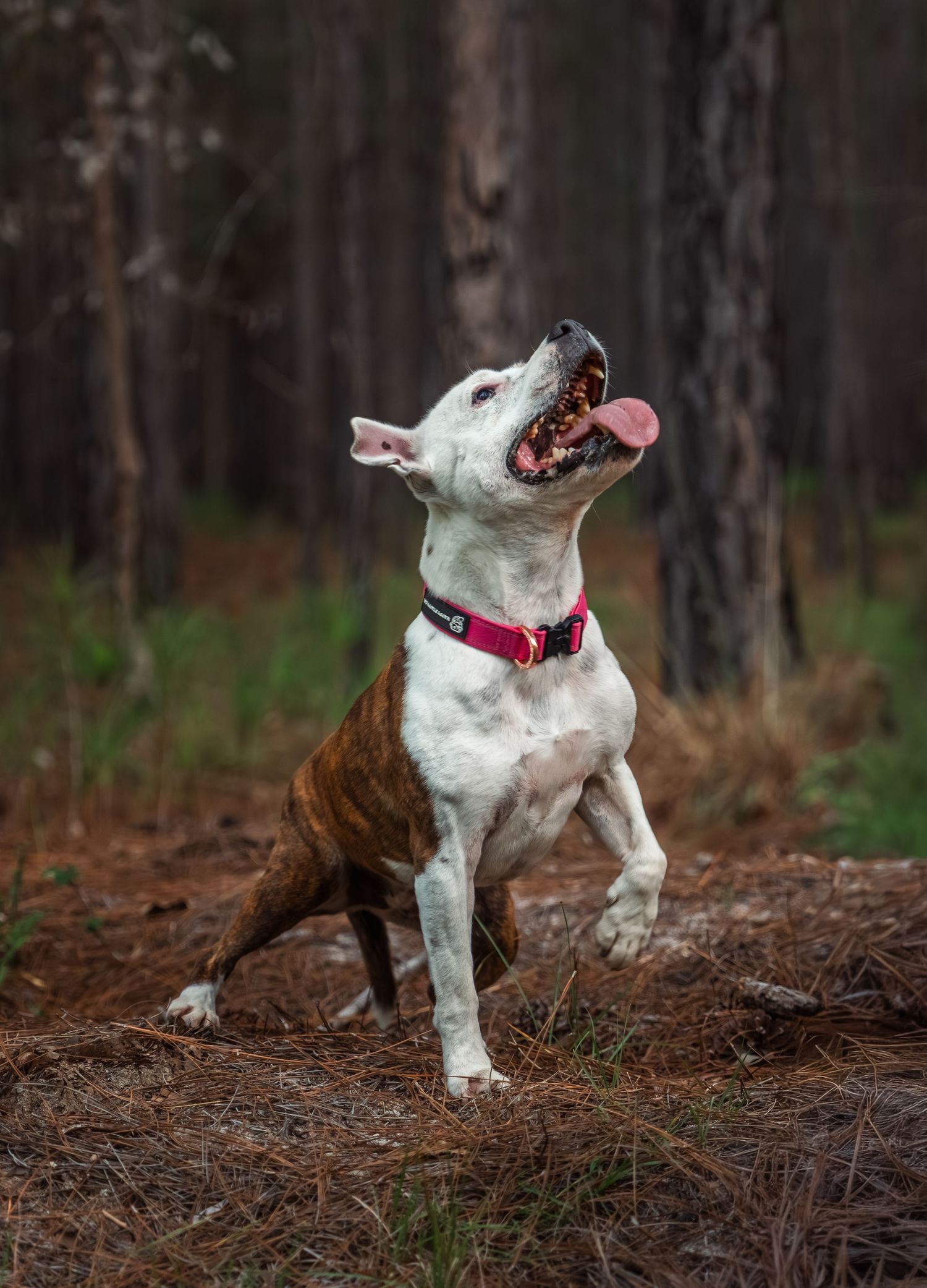 A playful brown and white pit bull with a red collar sits up on hind legs in a forest, tongue out.