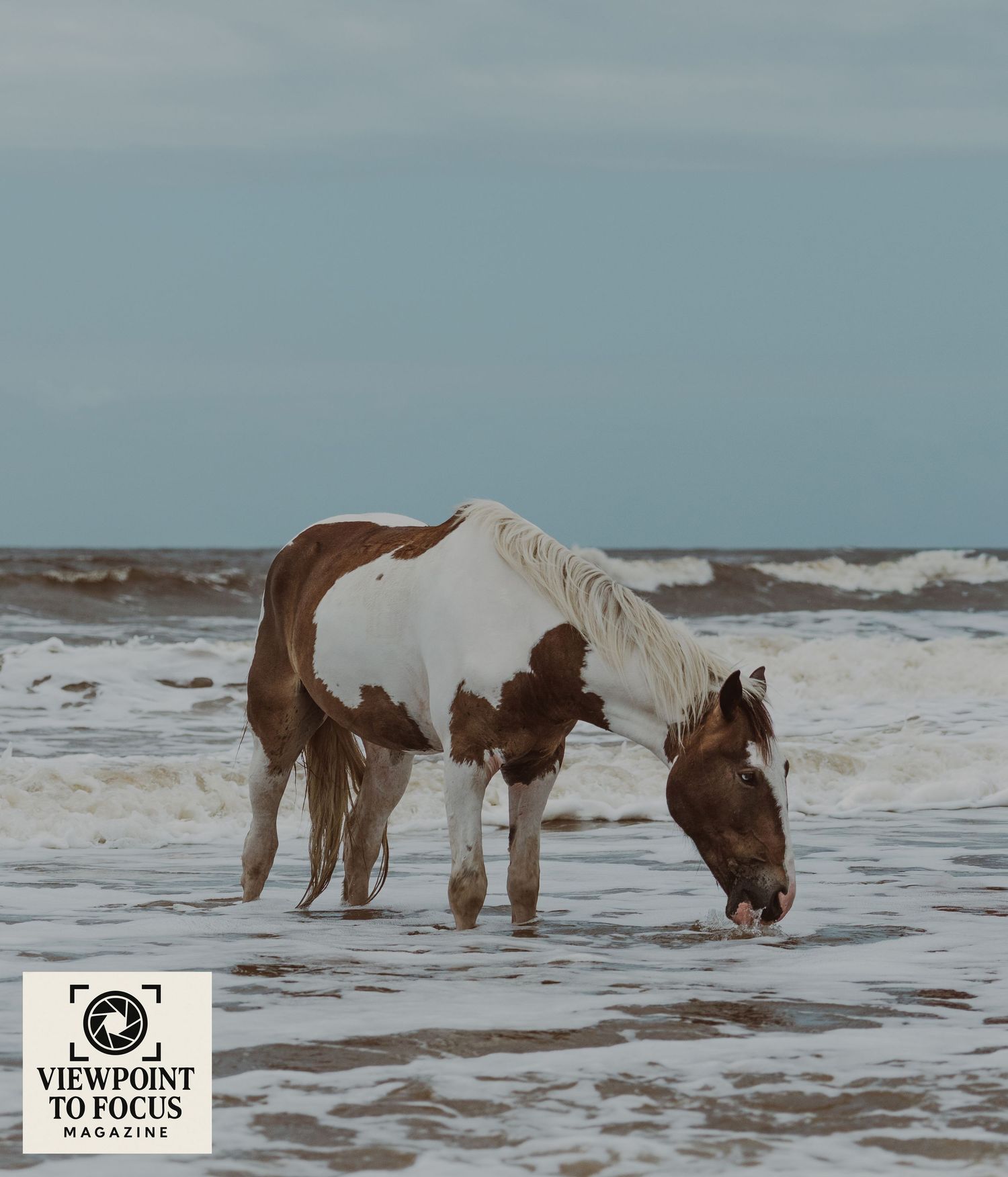 Wild horses graze along a misty beach shoreline with crashing waves in the background.