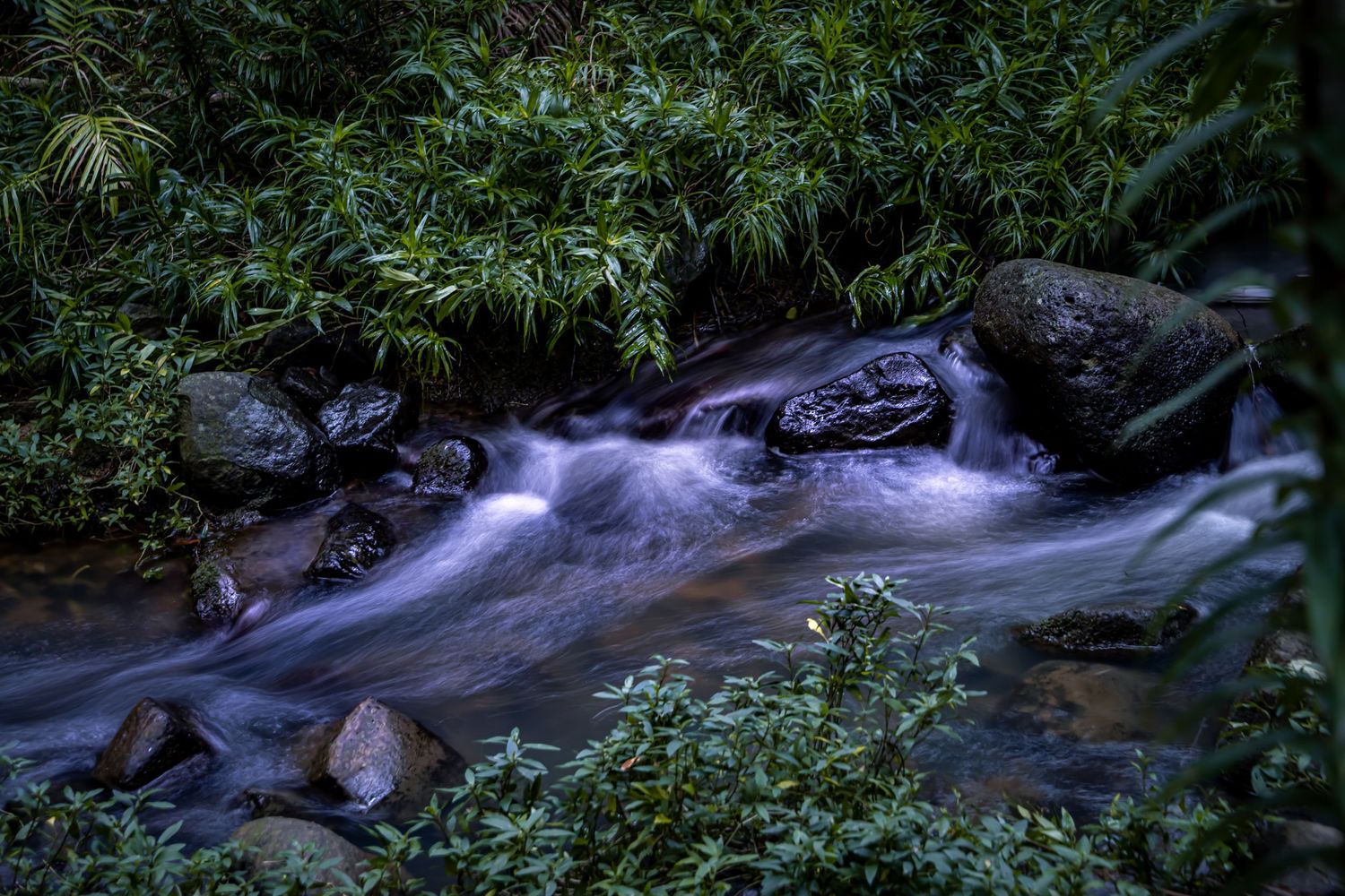 Long exposure shots of flowing stream water through lush green forest vegetation.