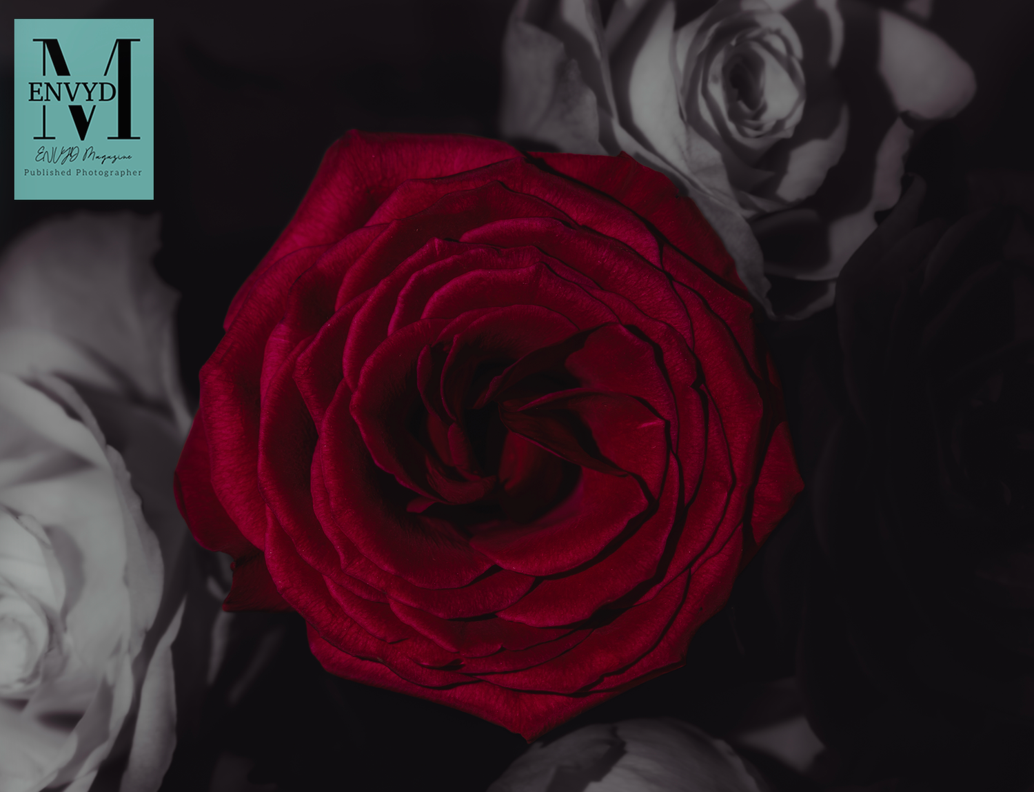 A vibrant red rose in full bloom surrounded by black and white roses, creating a striking contrast.